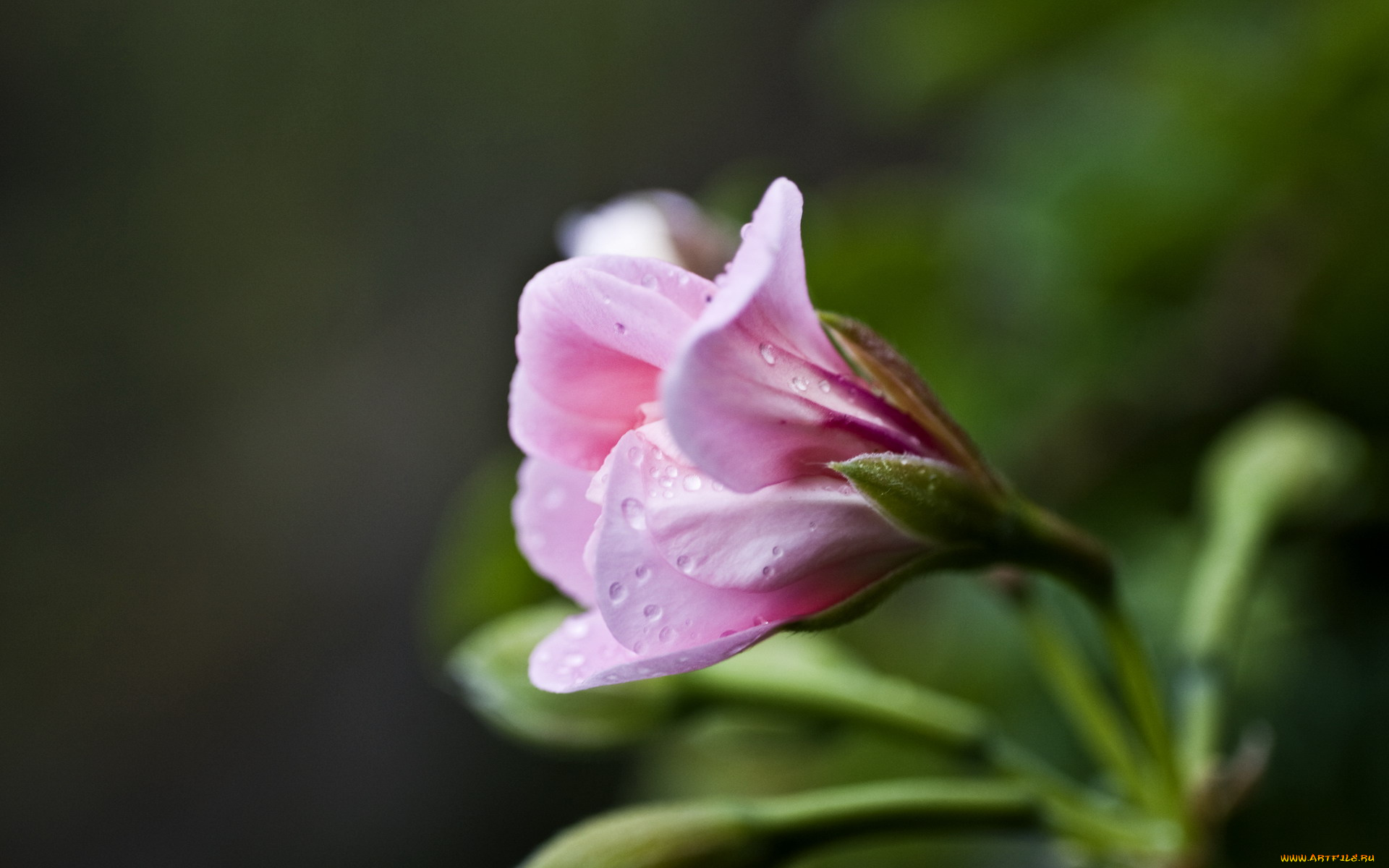 цветы, годеция