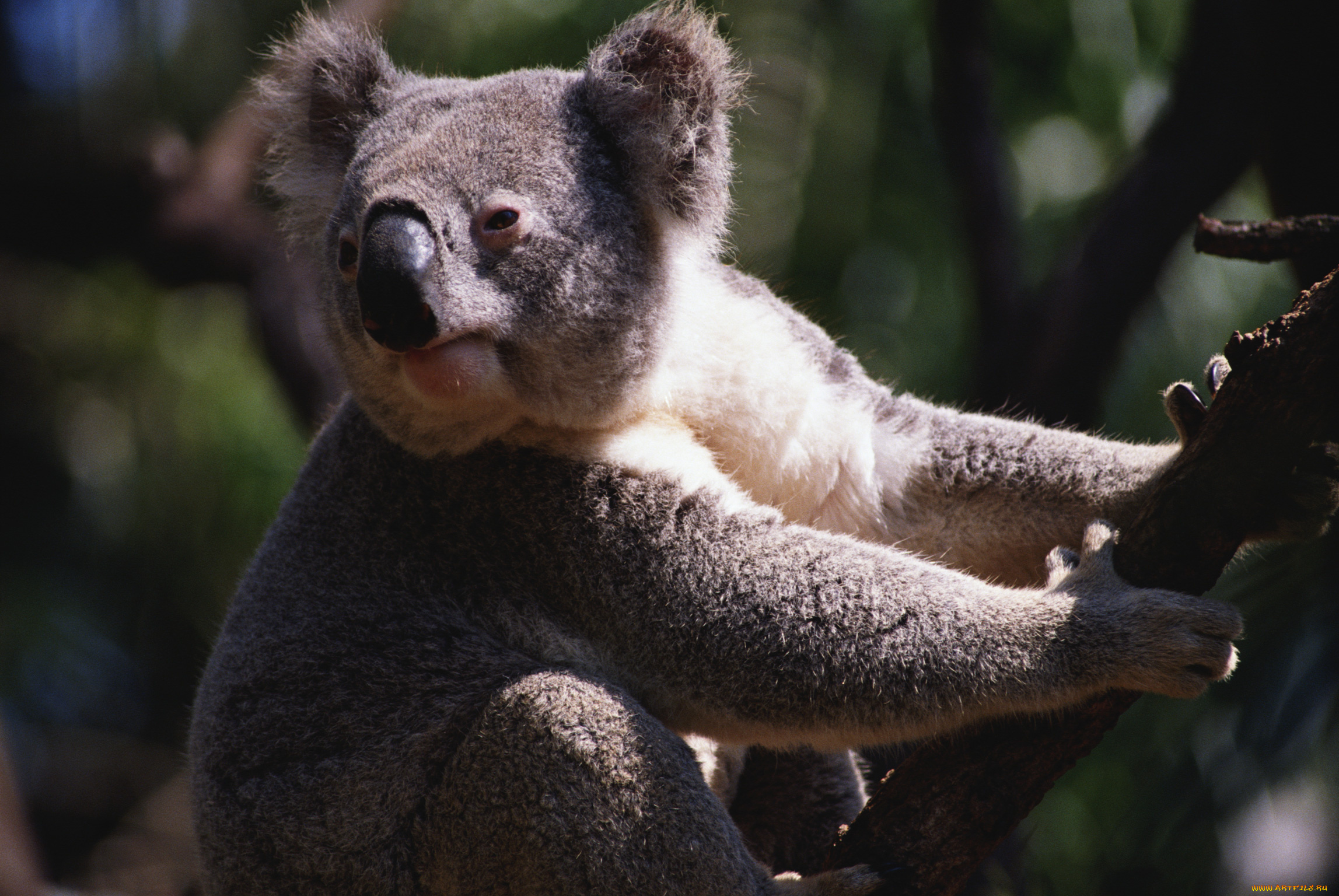 животные, коалы