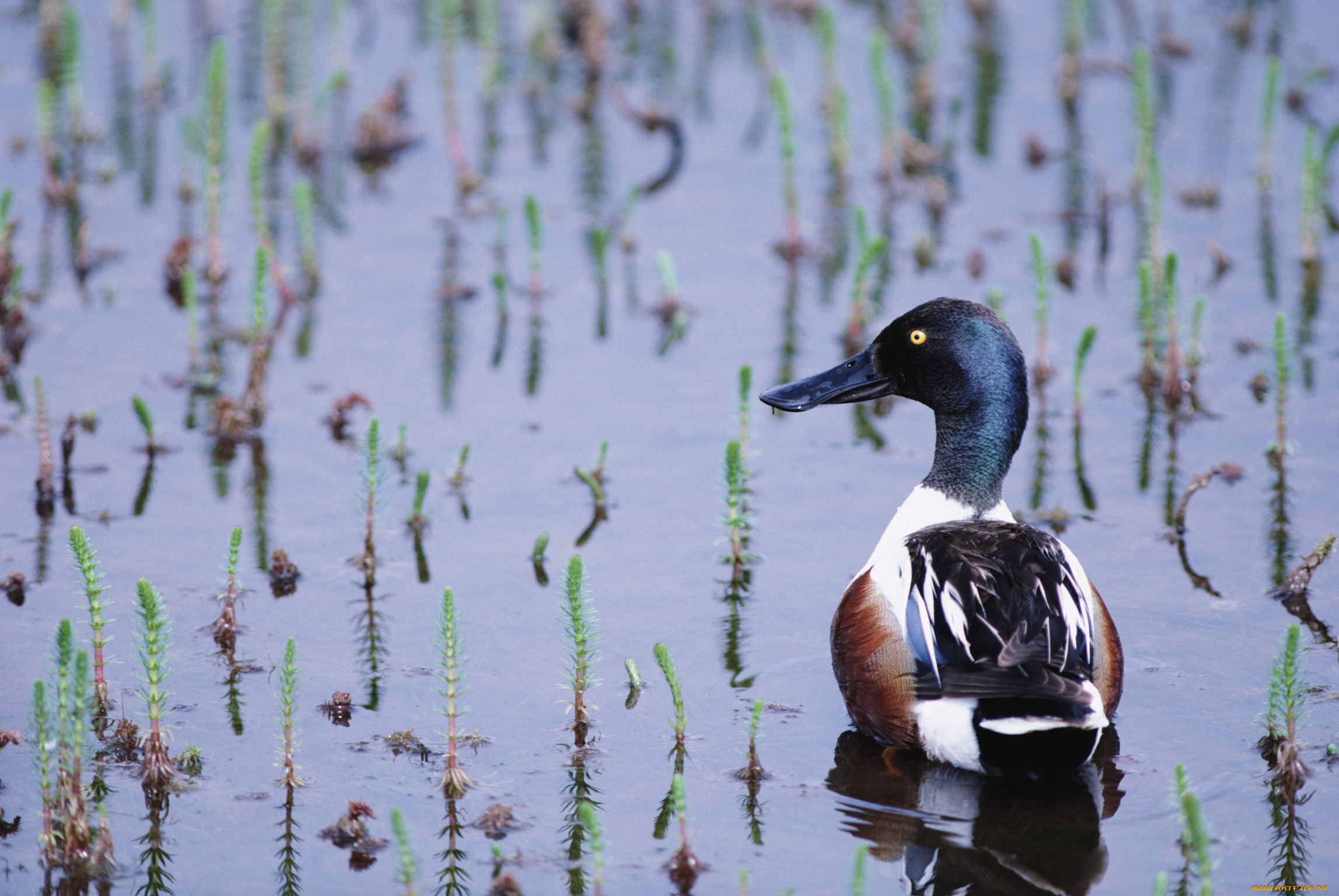 животные, утки