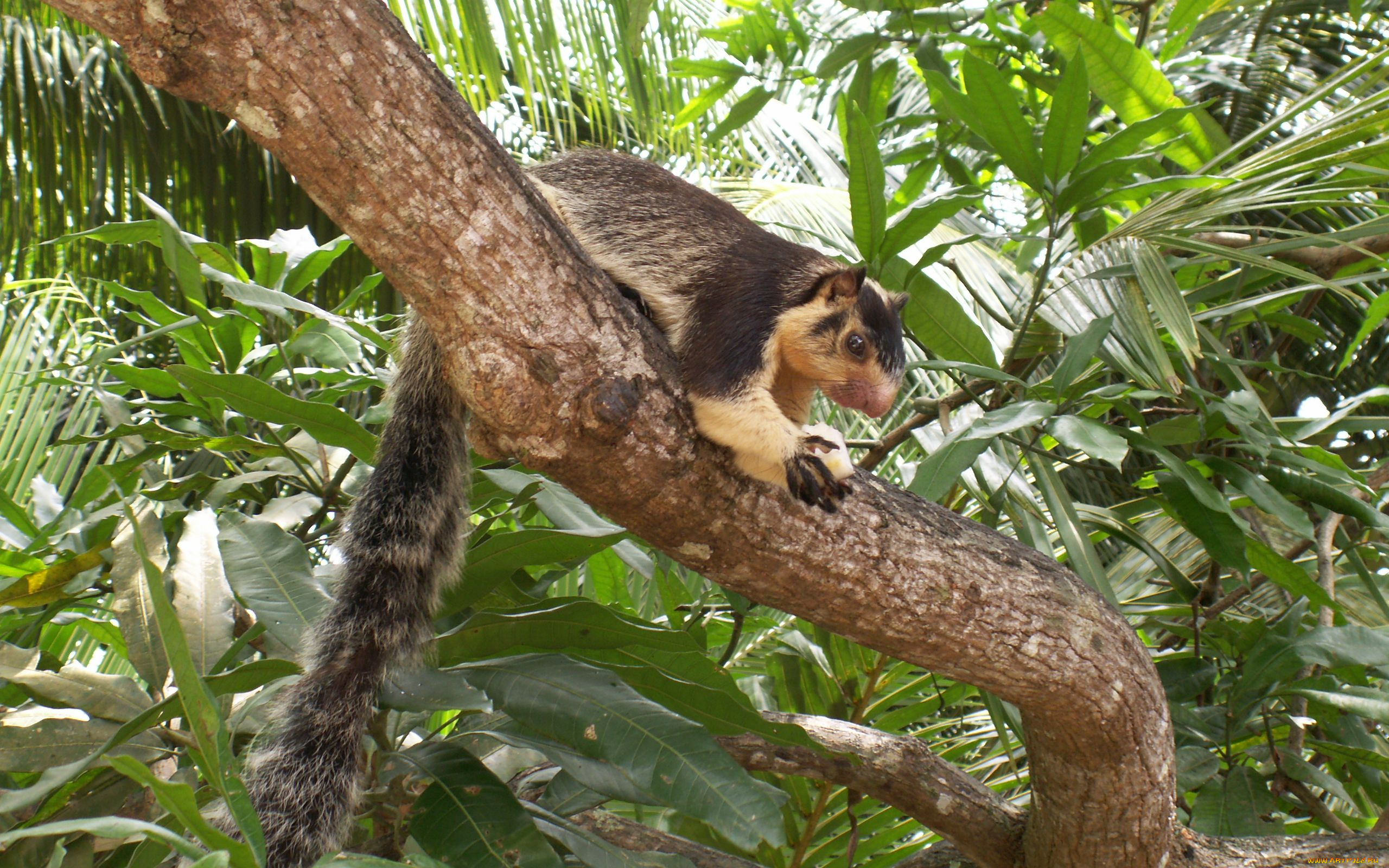животные, белки