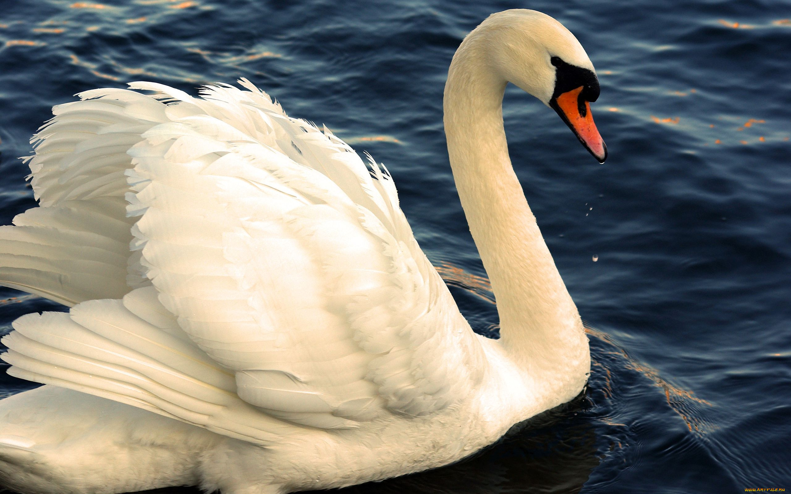животные, лебеди