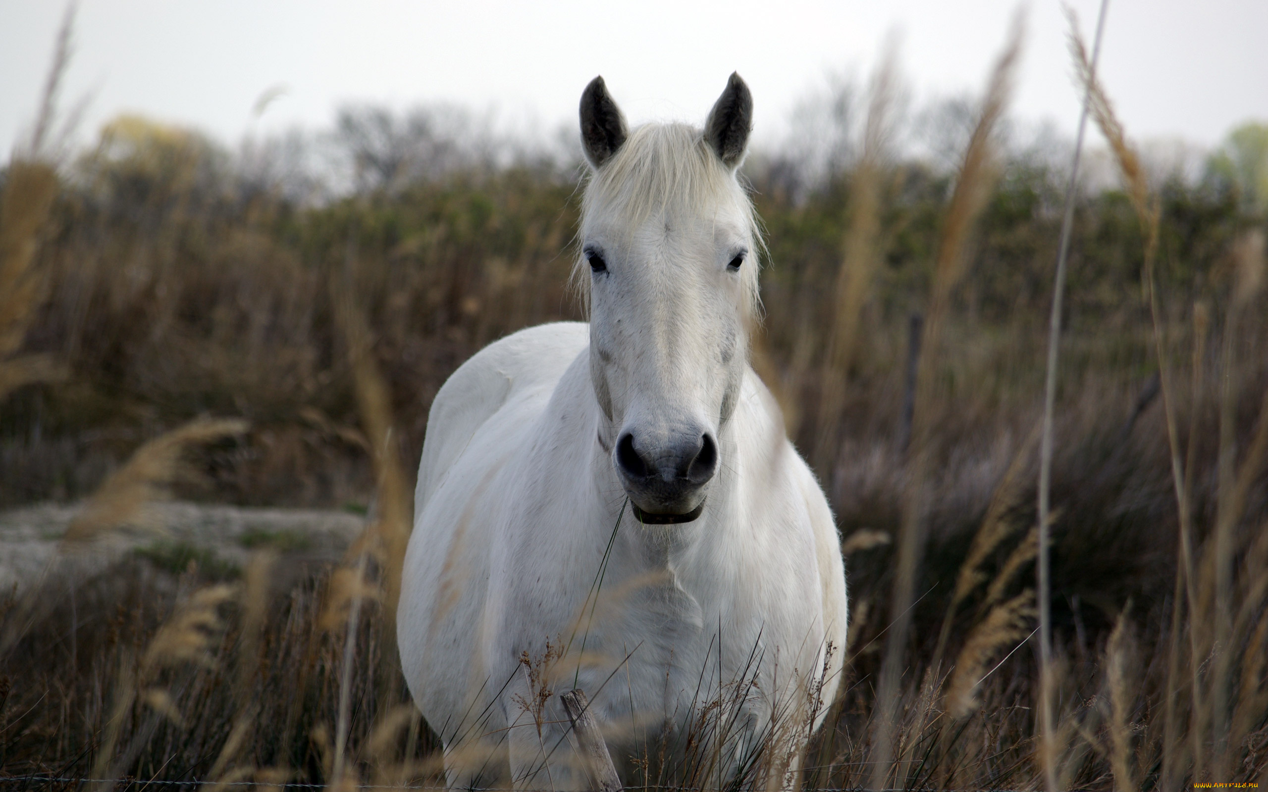 животные, лошади