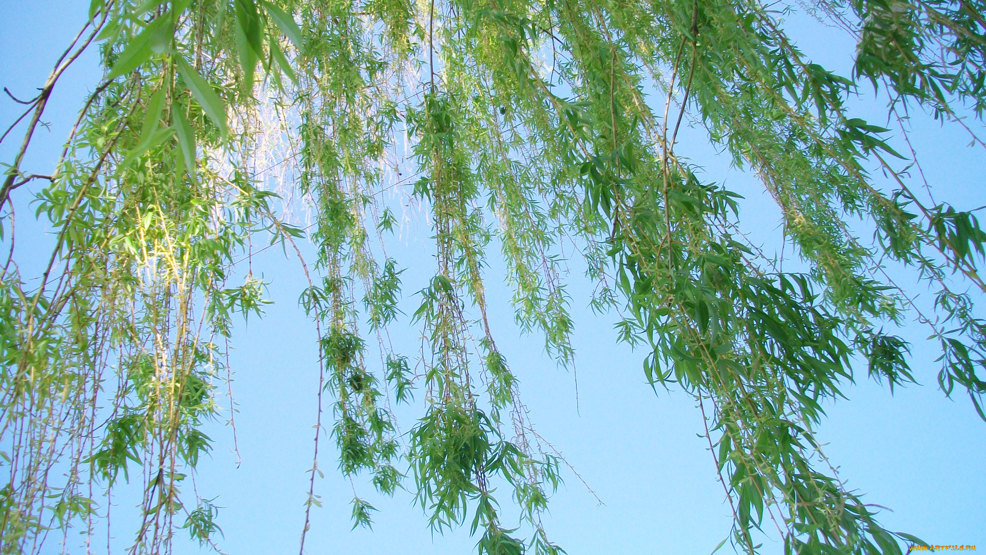 автор, тараненко, природа, деревья