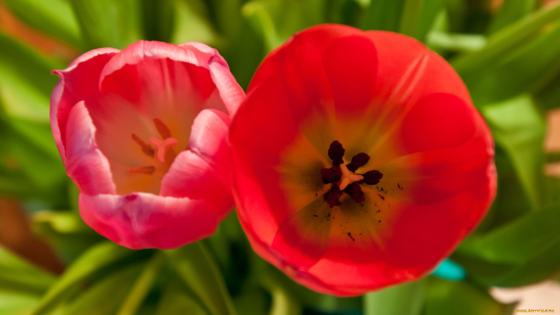 цветы, тюльпаны