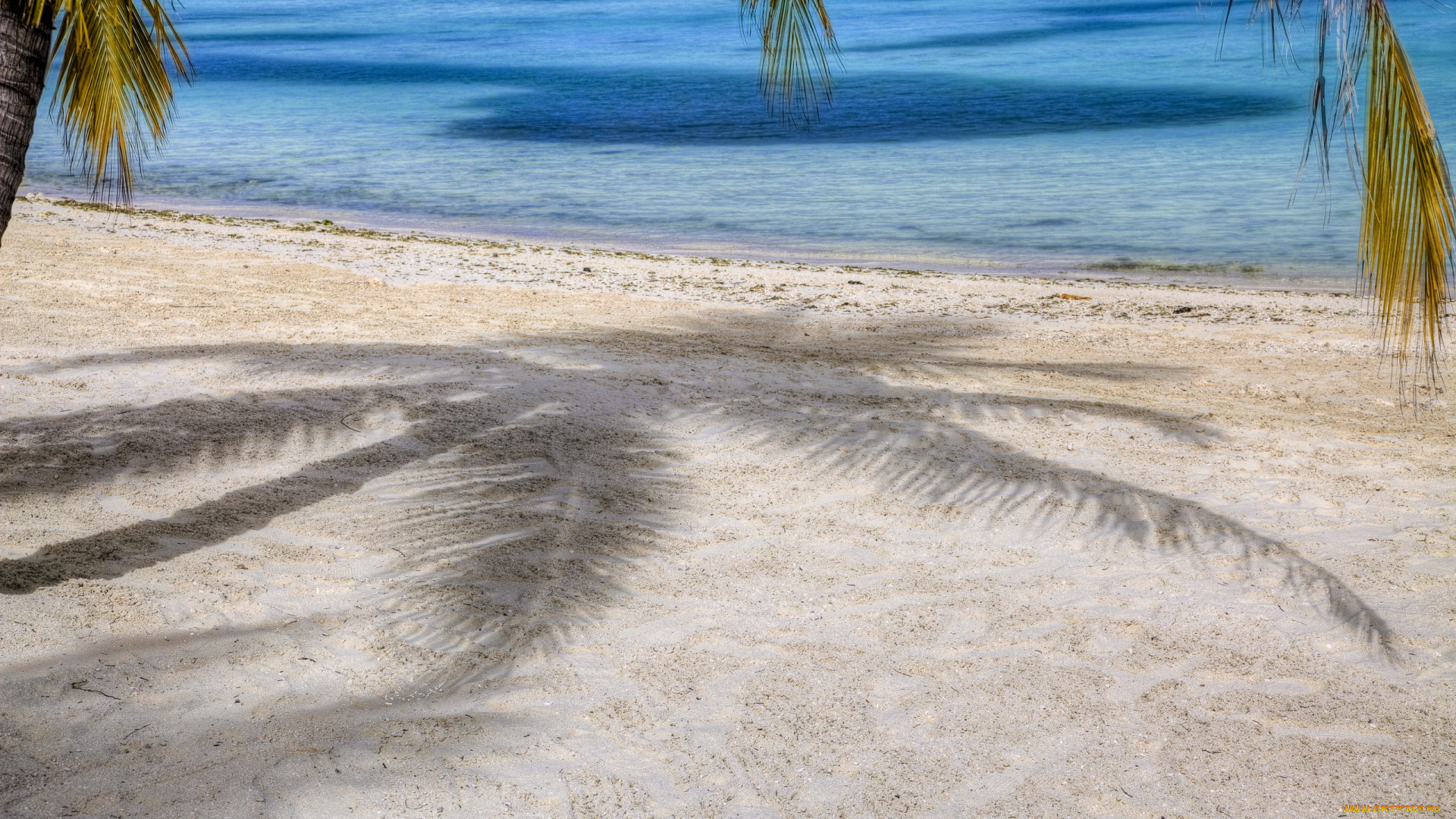 природа, тропики