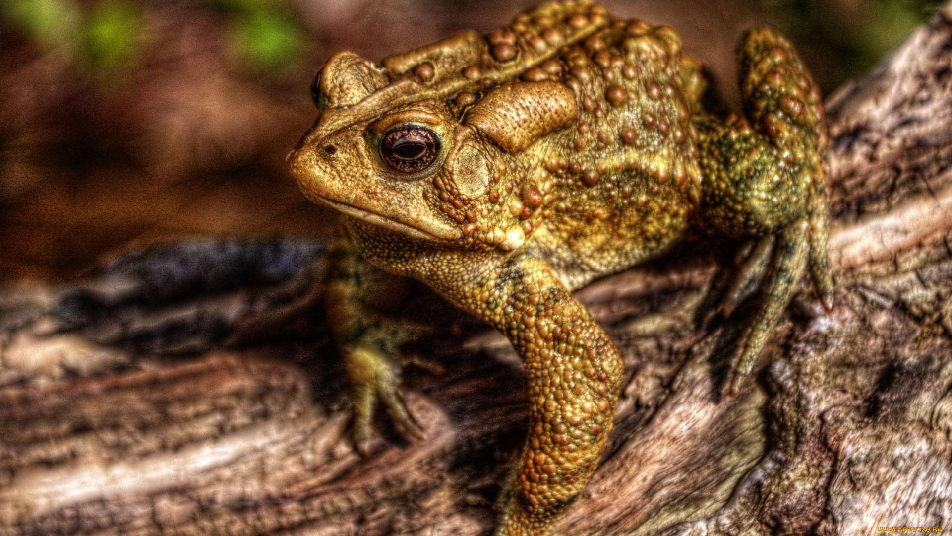 животные, лягушки