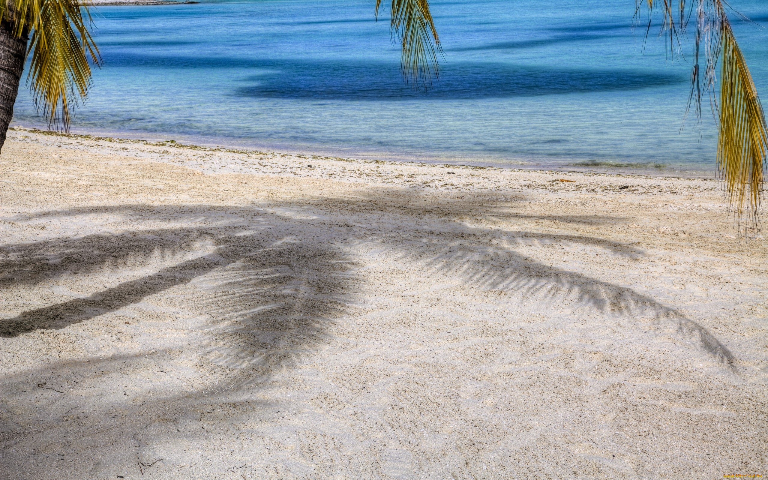 природа, тропики