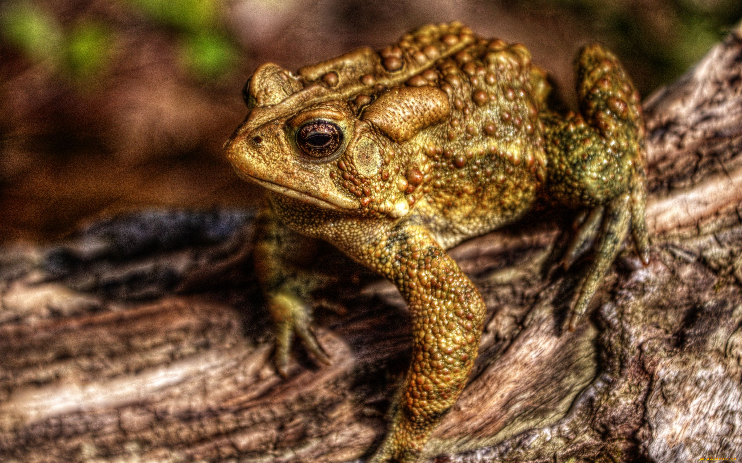 животные, лягушки