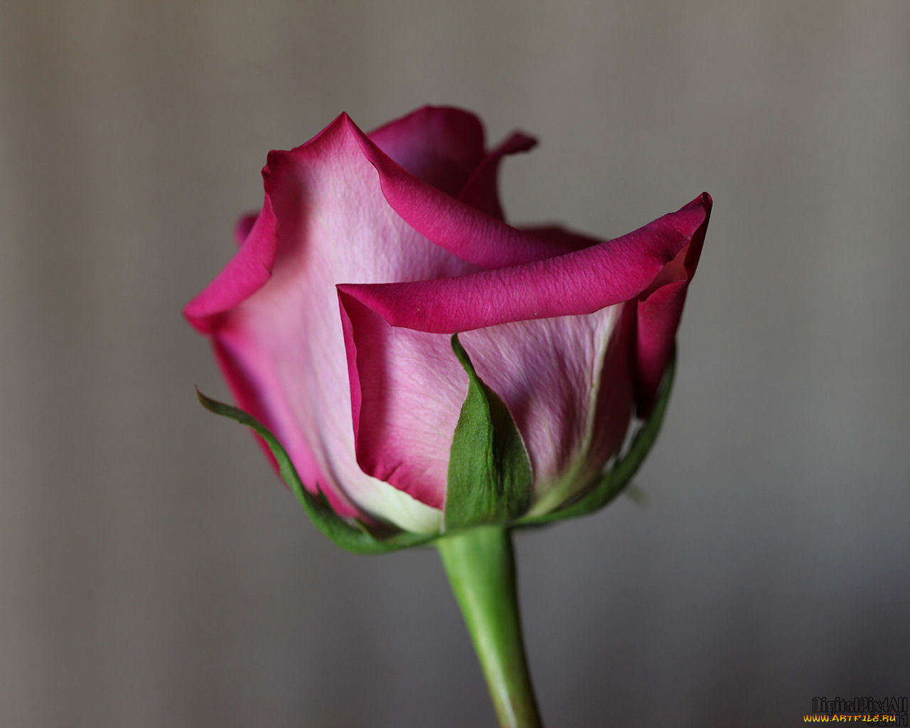 цветы, розы