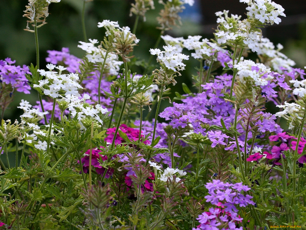 цветы, лантана, вербена