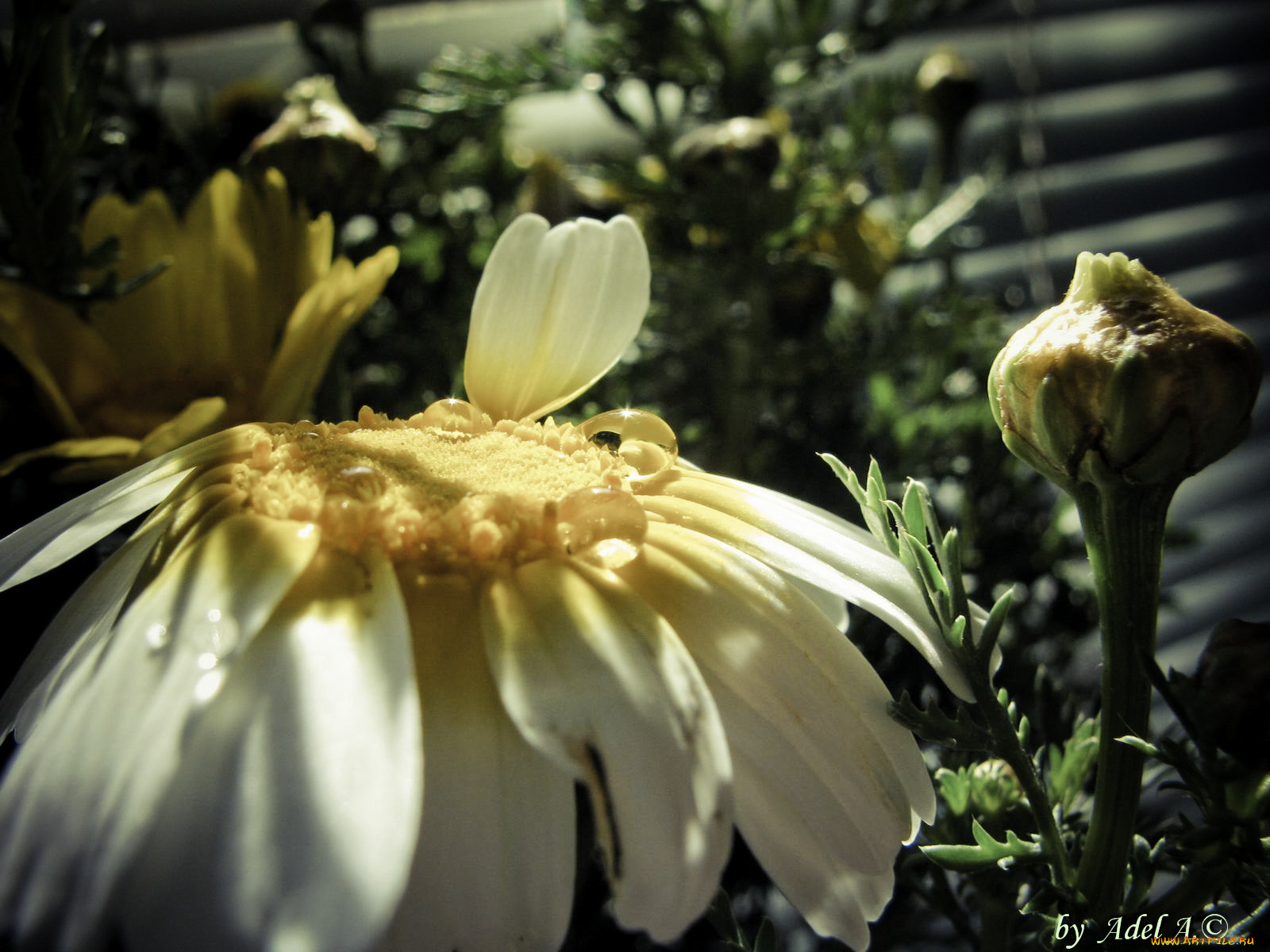 цветы, ромашки