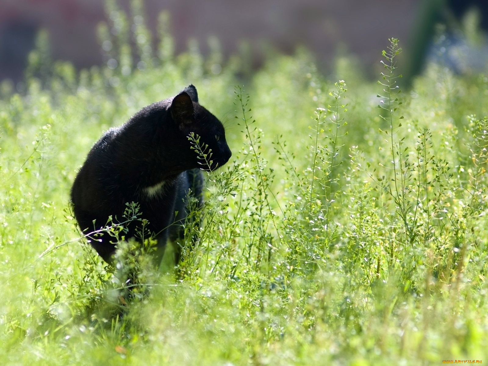 животные, коты