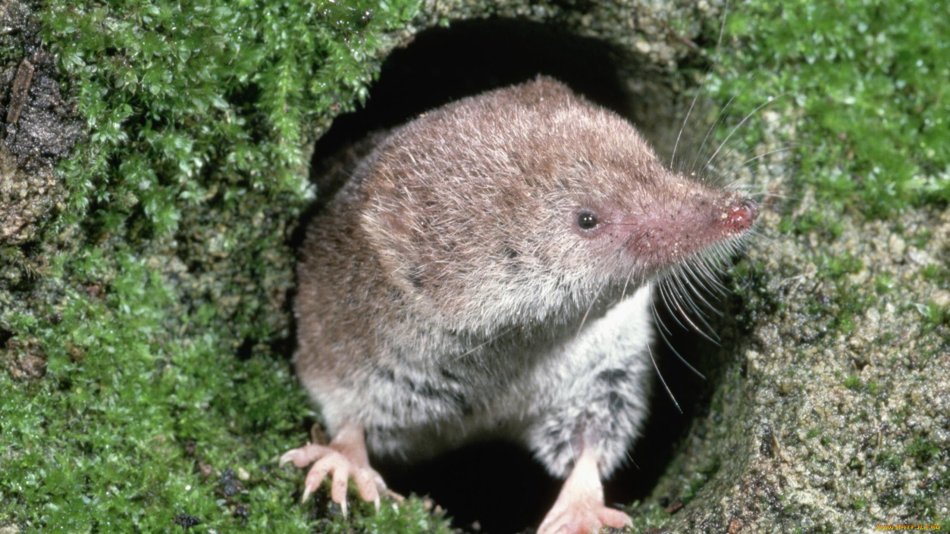 животные, другое, крот