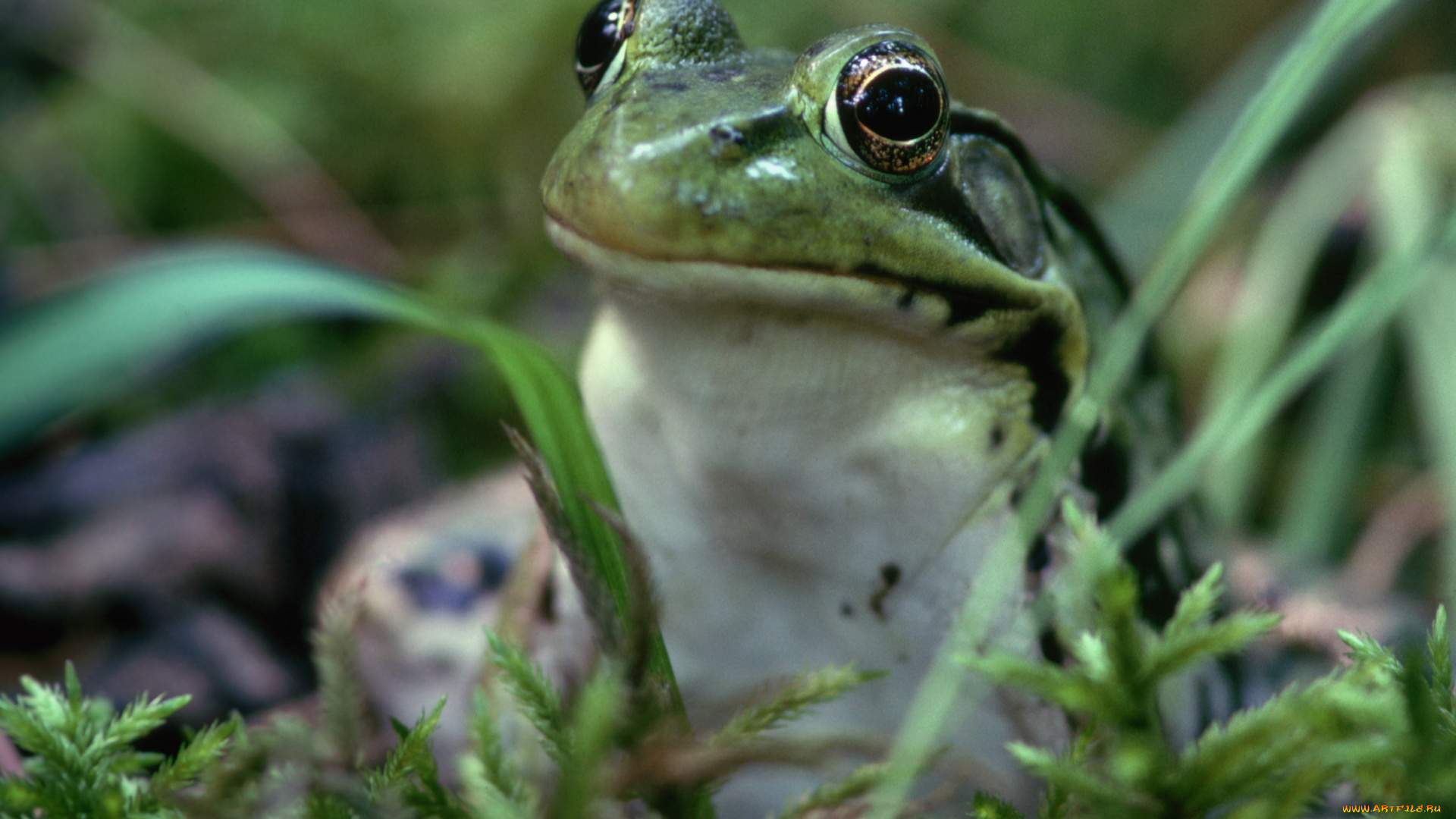 животные, лягушки