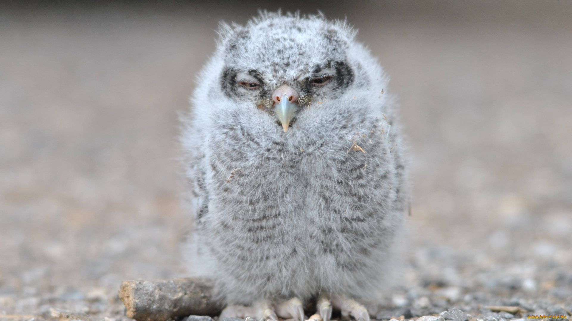 животные, совы