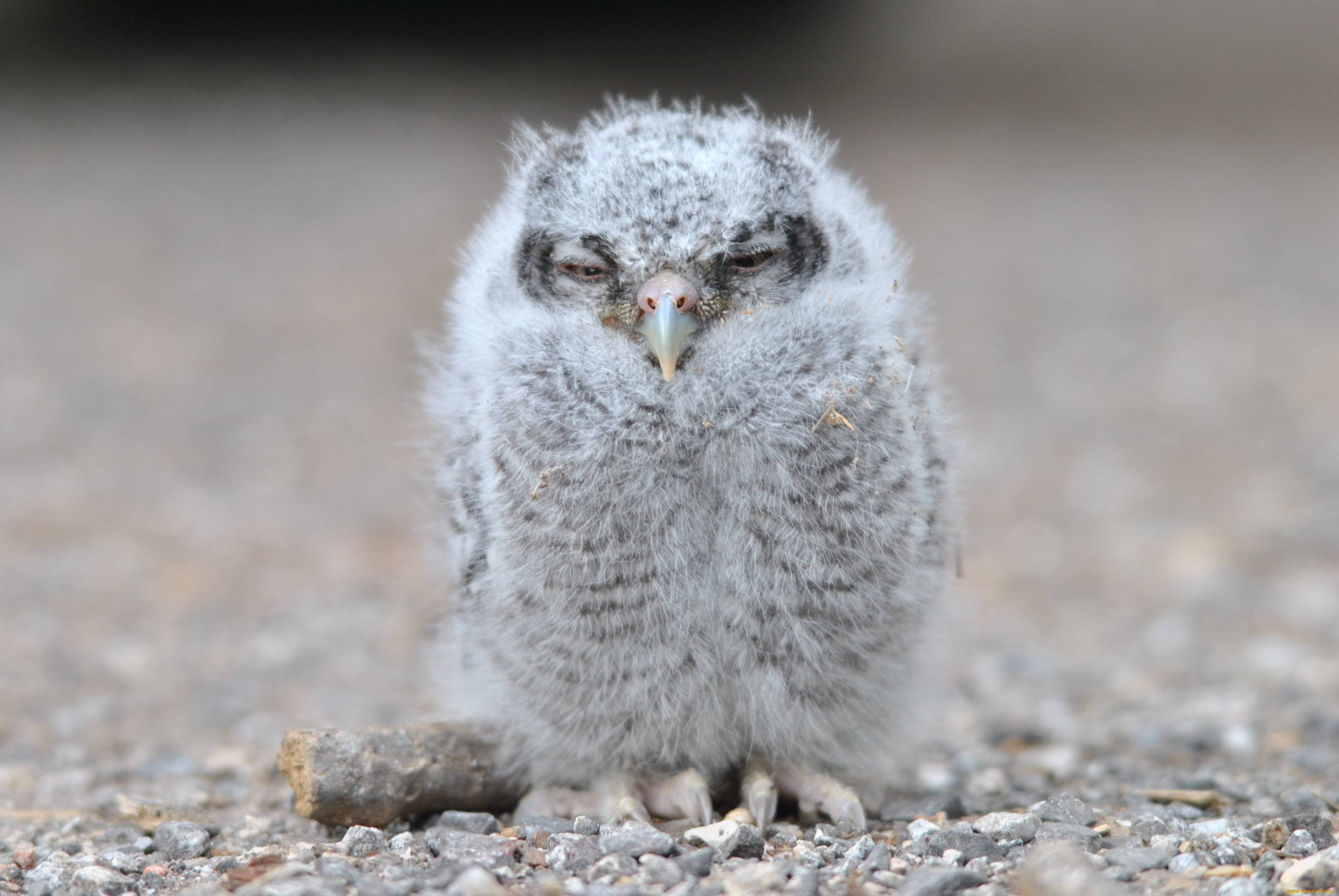 животные, совы