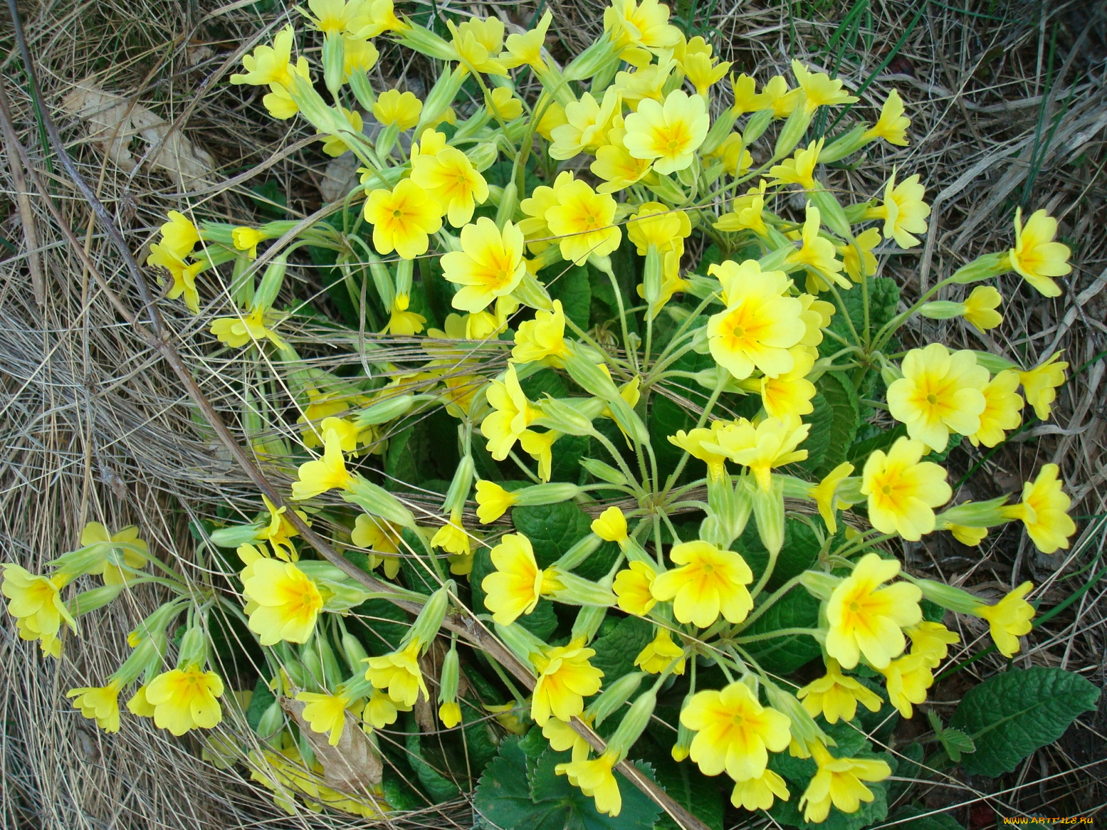 цветы, примулы, первоцветы