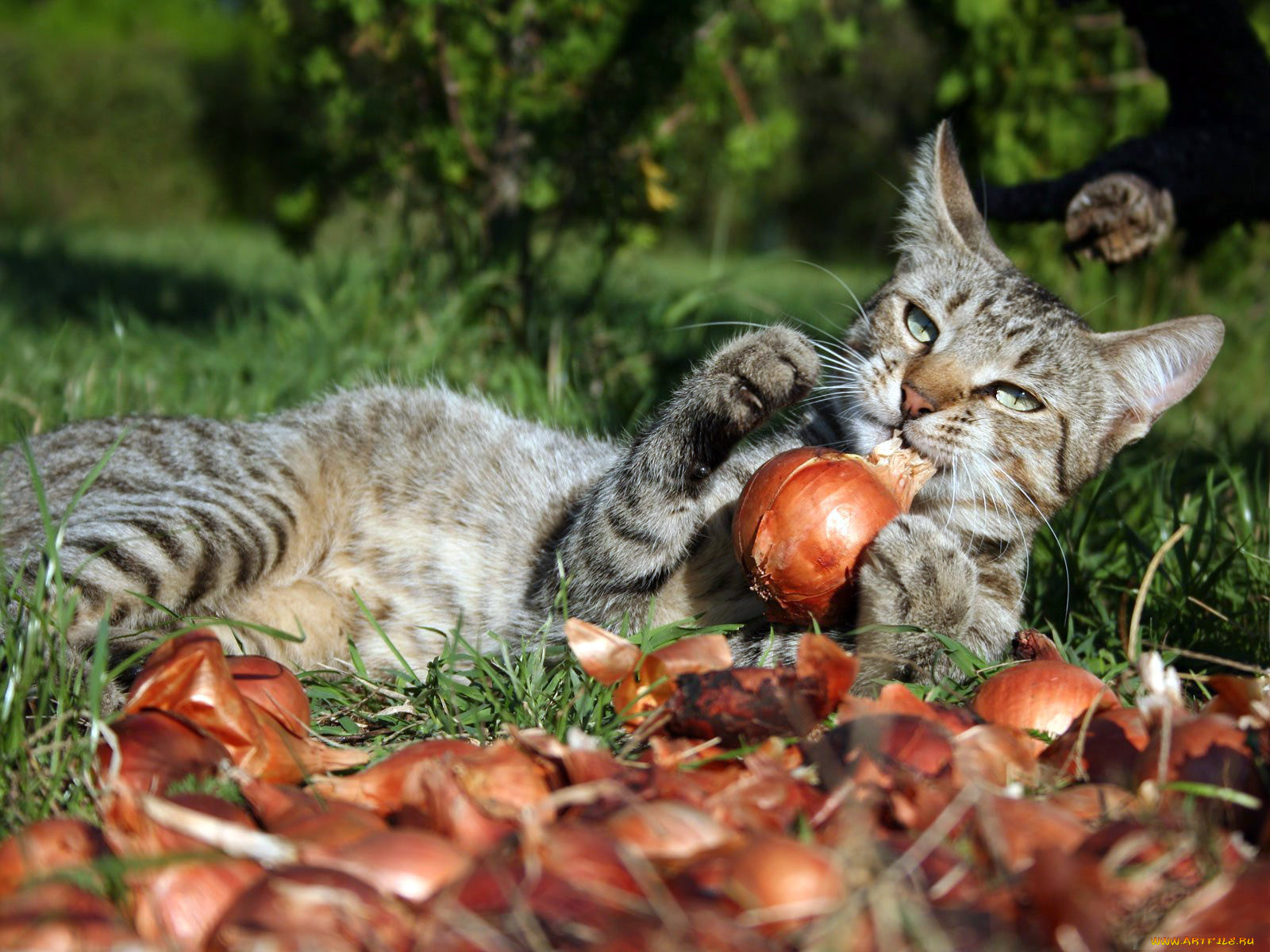 животные, коты, лук
