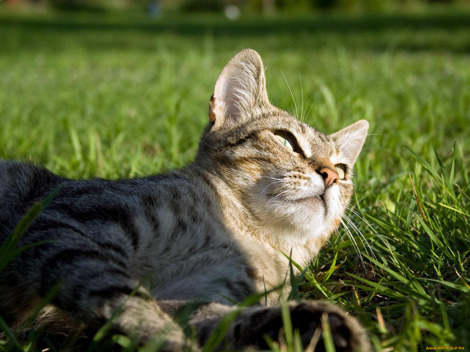 животные, коты, трава