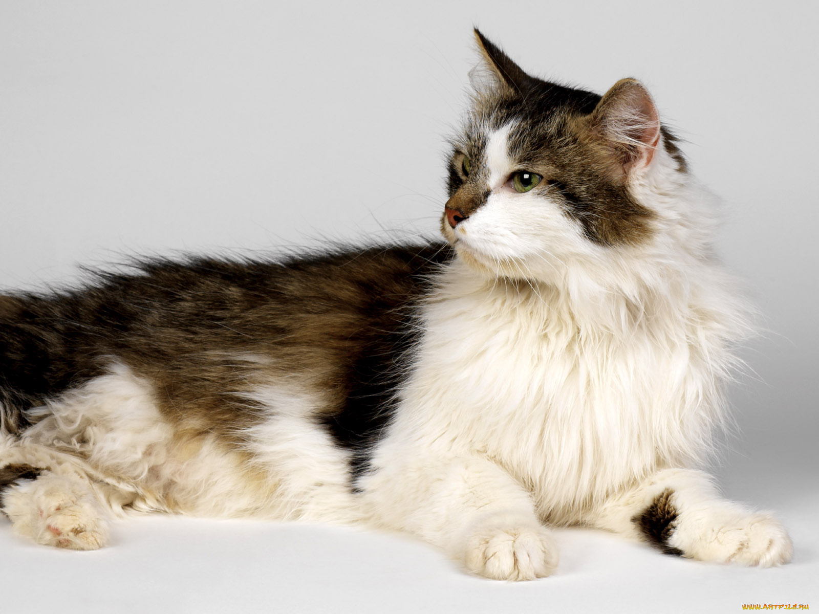 животные, коты, взгляд