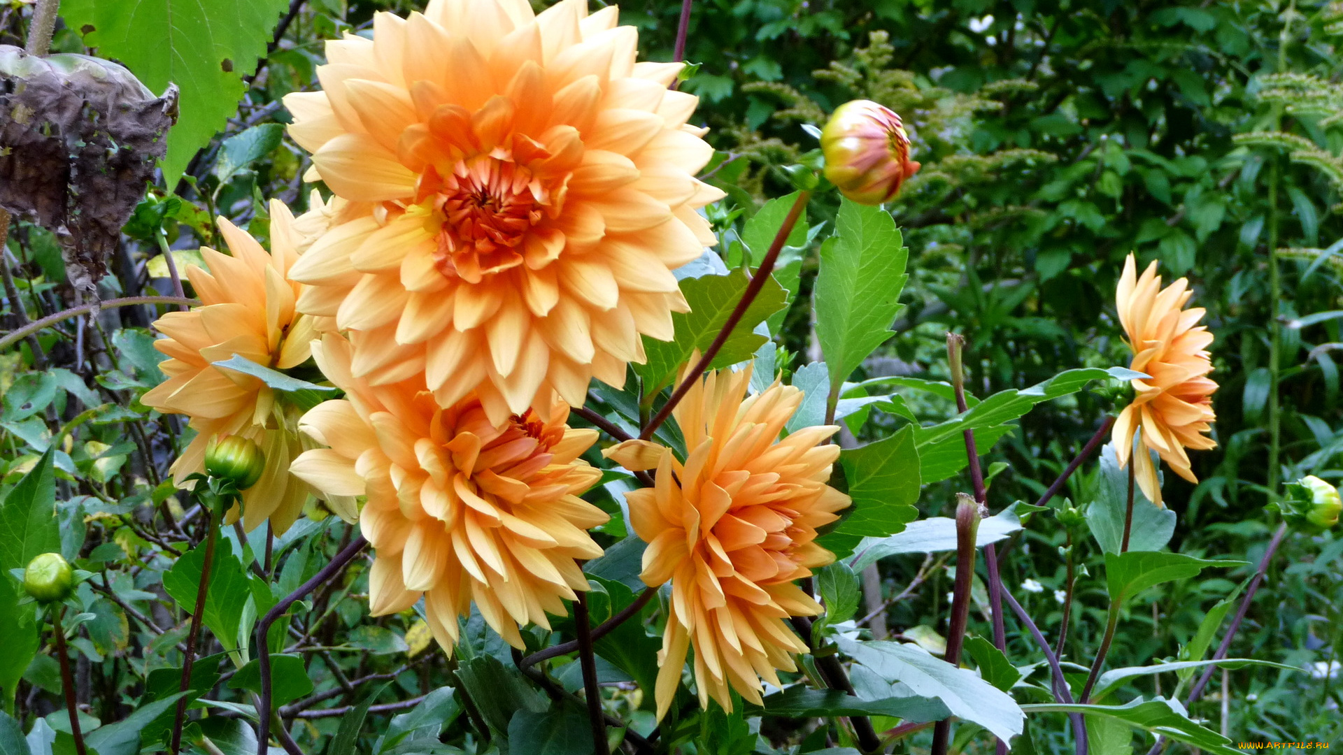 цветы, георгины