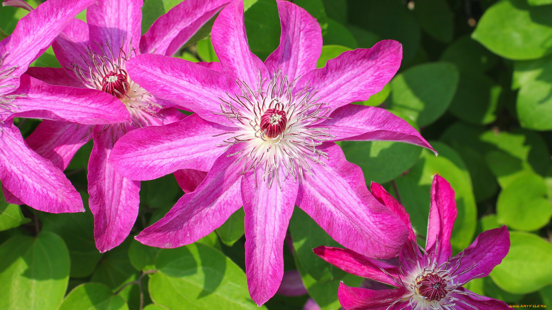 цветы, клематис, ломонос, лепестки