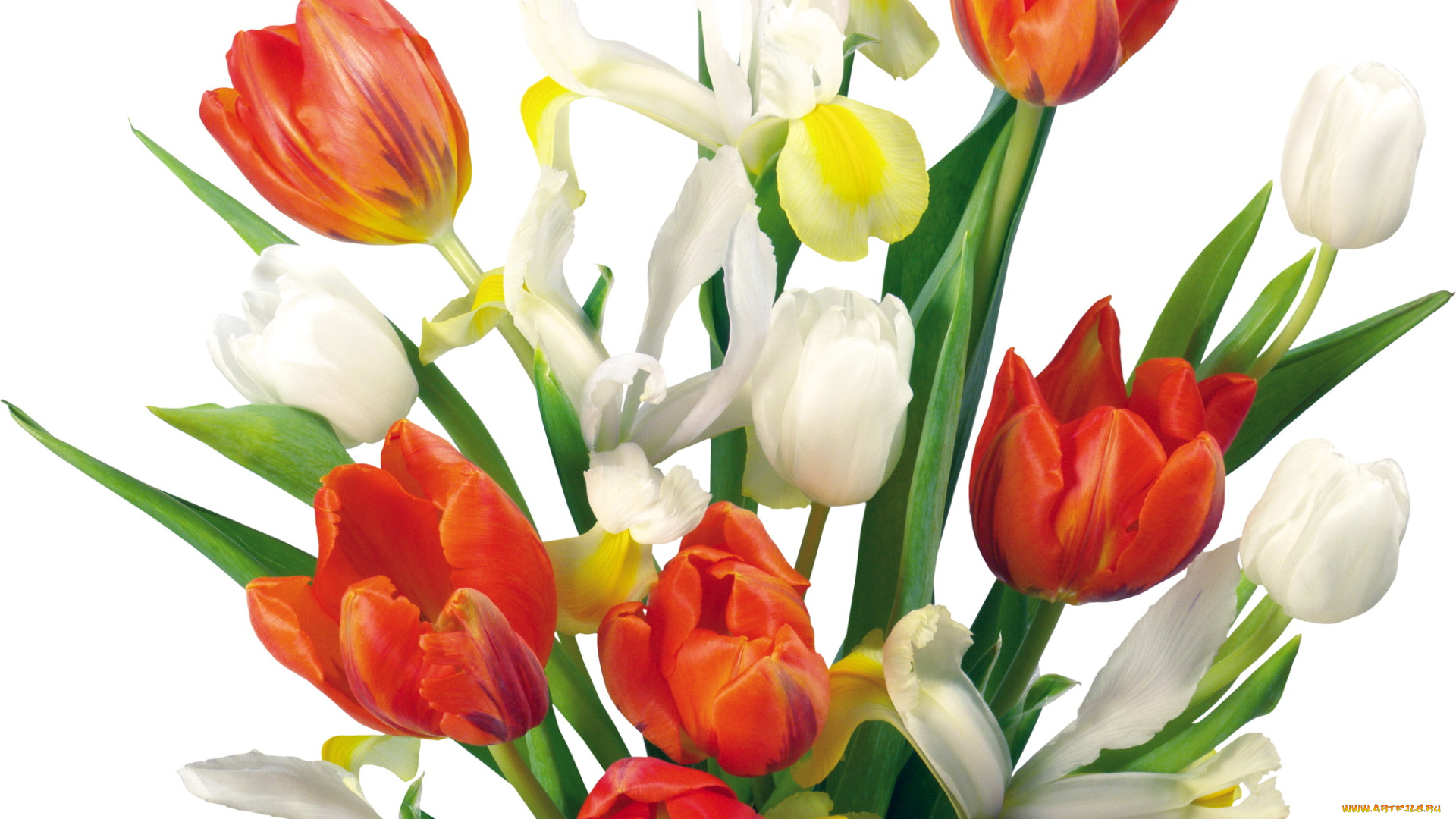 цветы, разные, вместе, тюльпаны