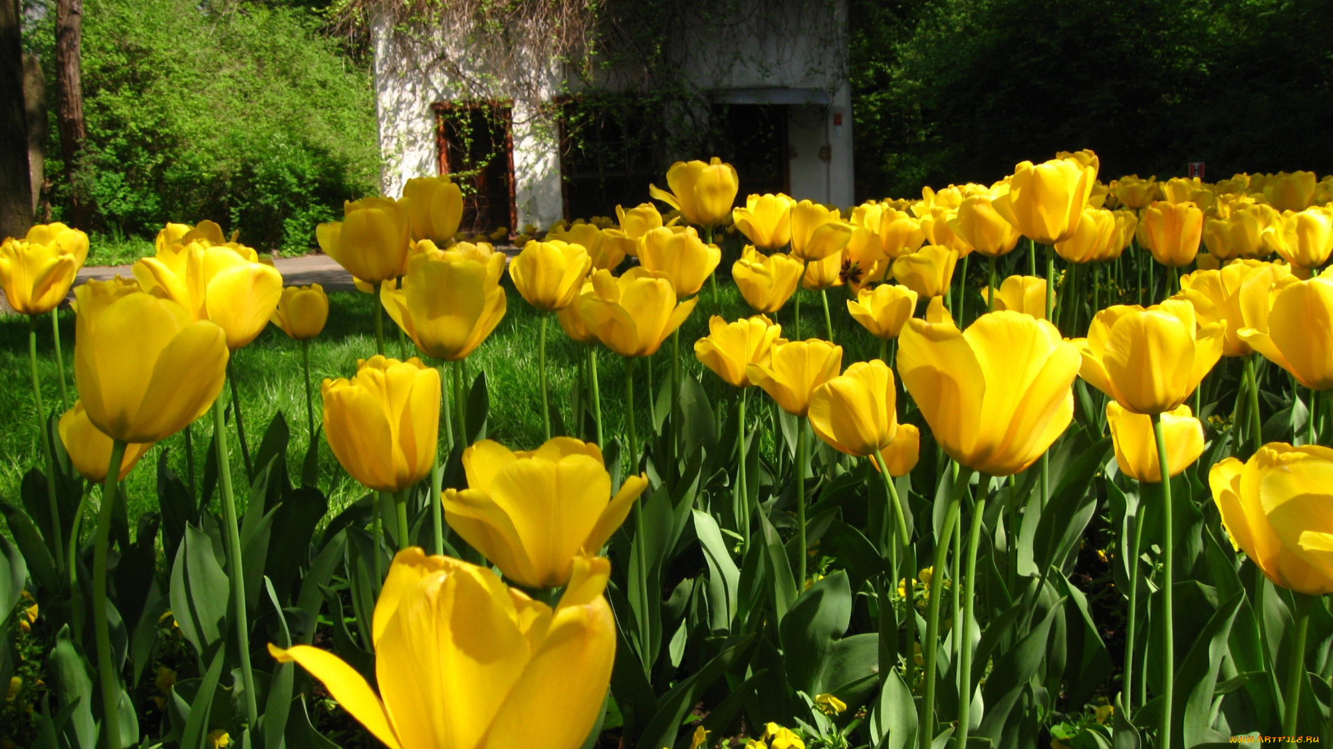 цветы, тюльпаны, желтый