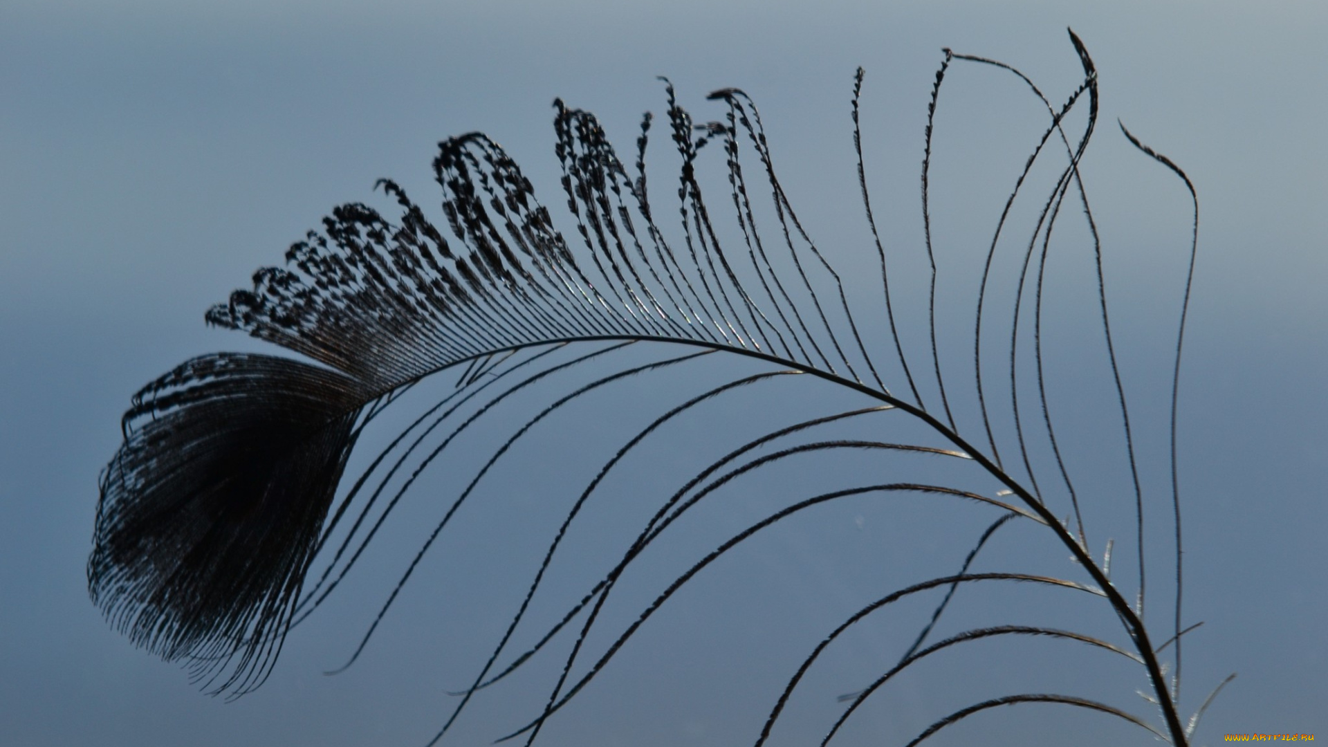 разное, перья, перо