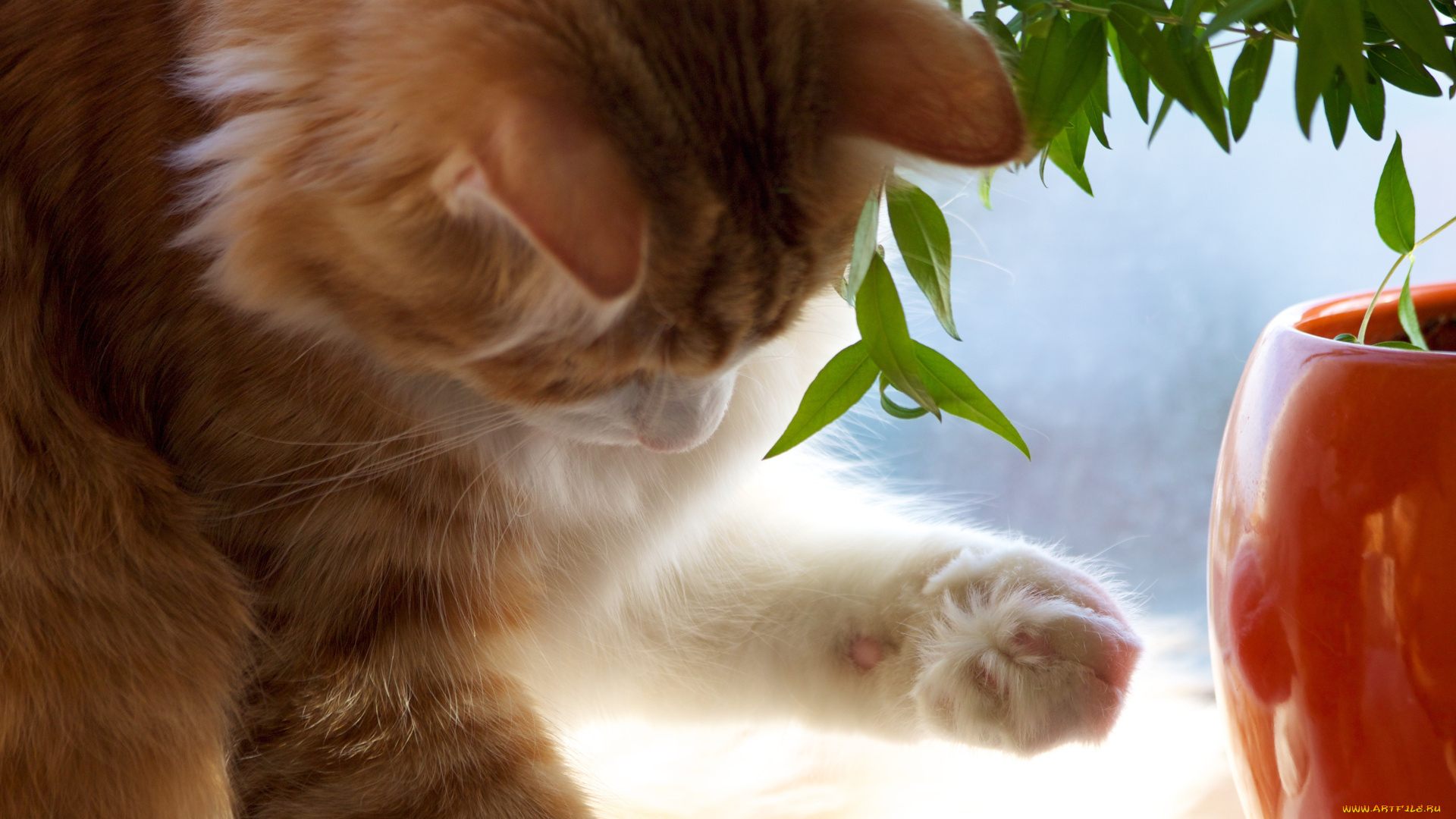 животные, коты, лапа, листья, рыжий