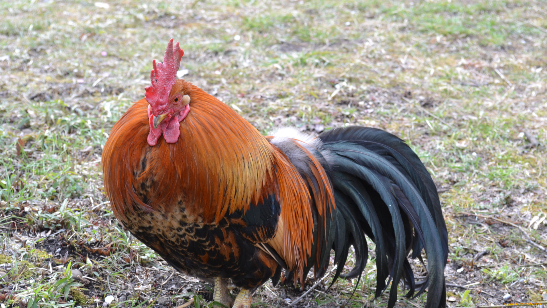 животные, куры, петухи, птица