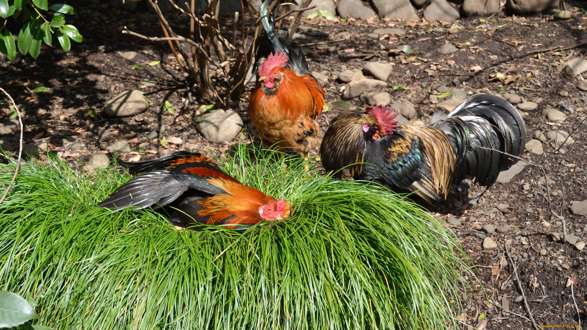 животные, куры, петухи, птица, трава, дерево, земля