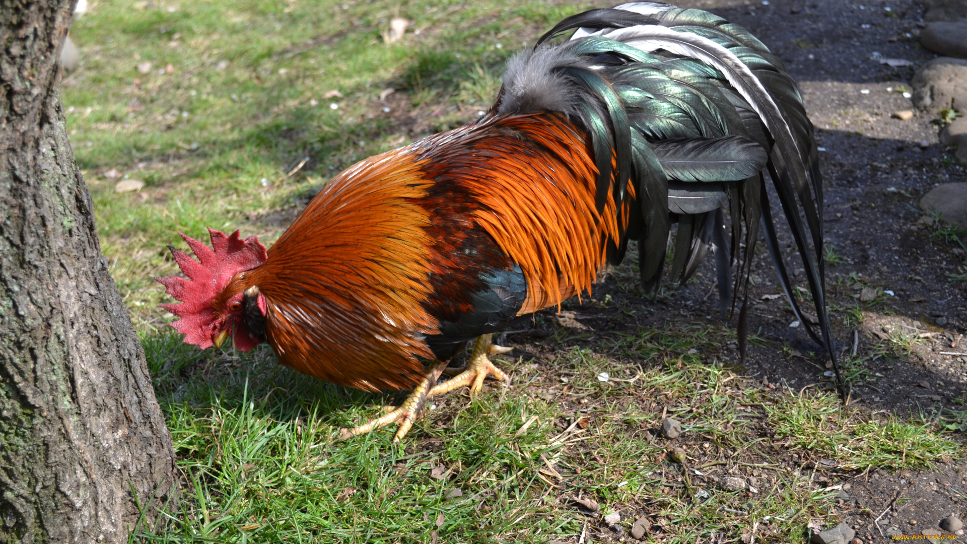 животные, куры, петухи, птица, трава, дерево, земля