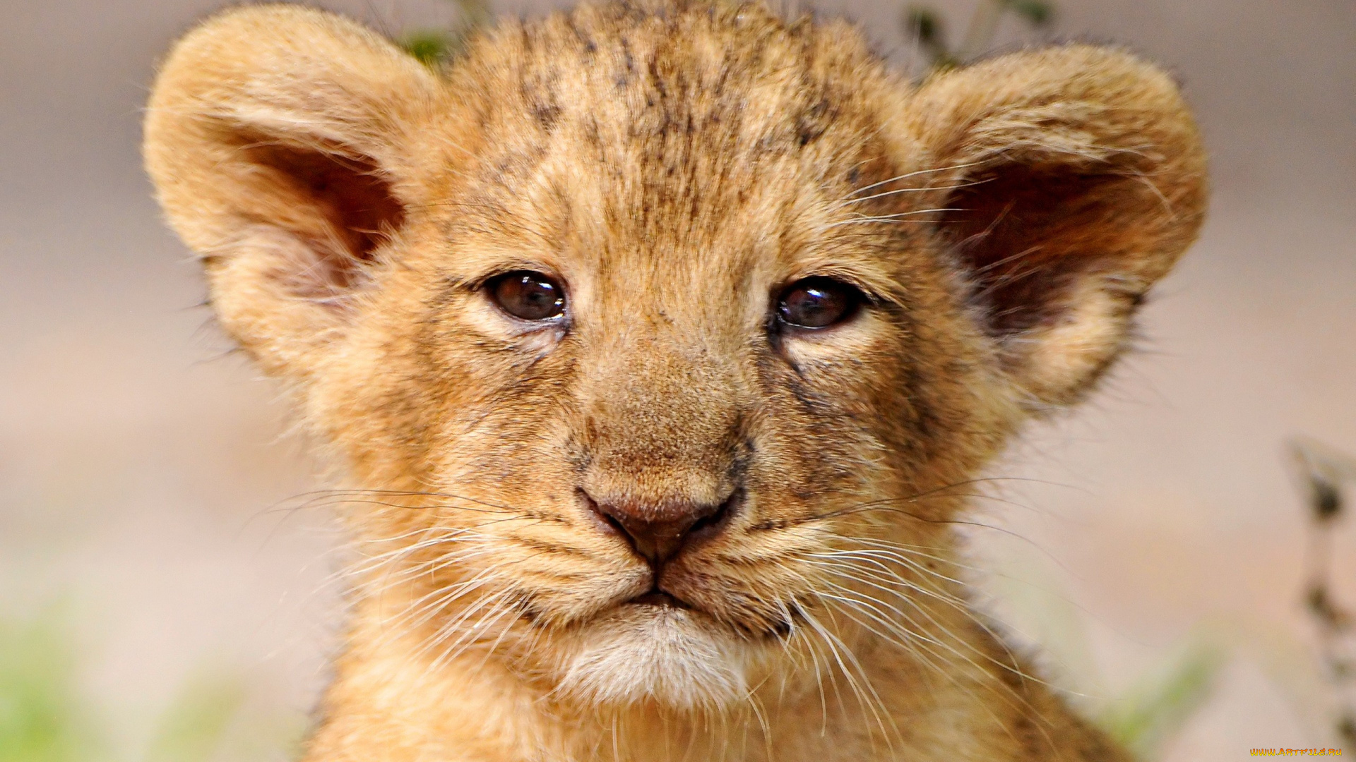 животные, львы, котёнок, морда