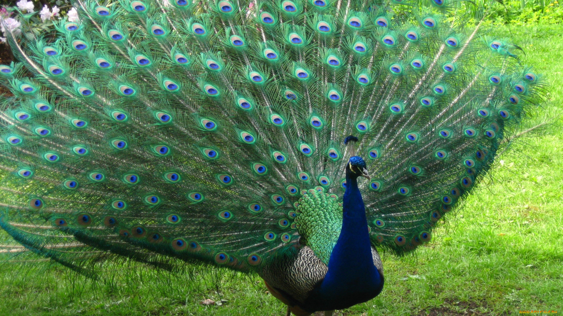 животные, павлины, хвост, павлин