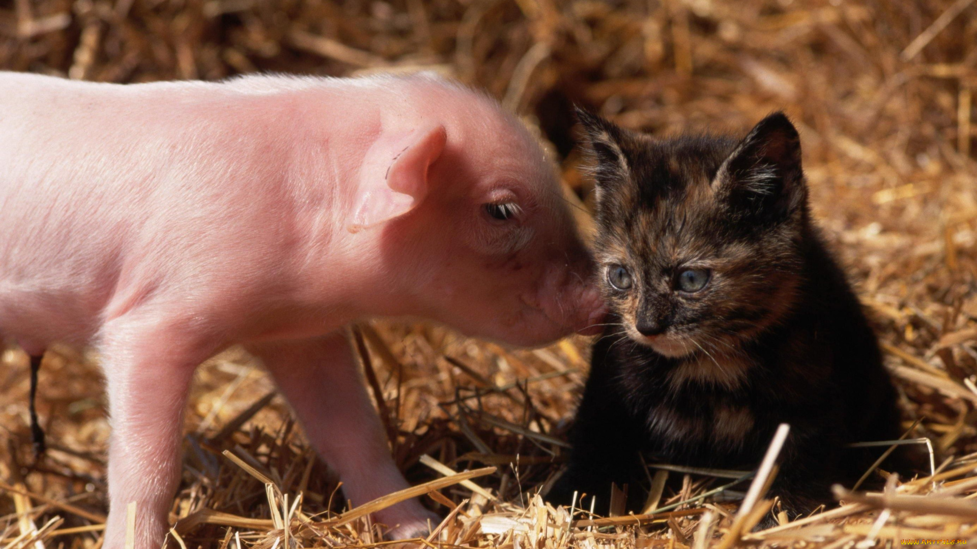 животные, разные, вместе, поросёнок, котёнок, сено