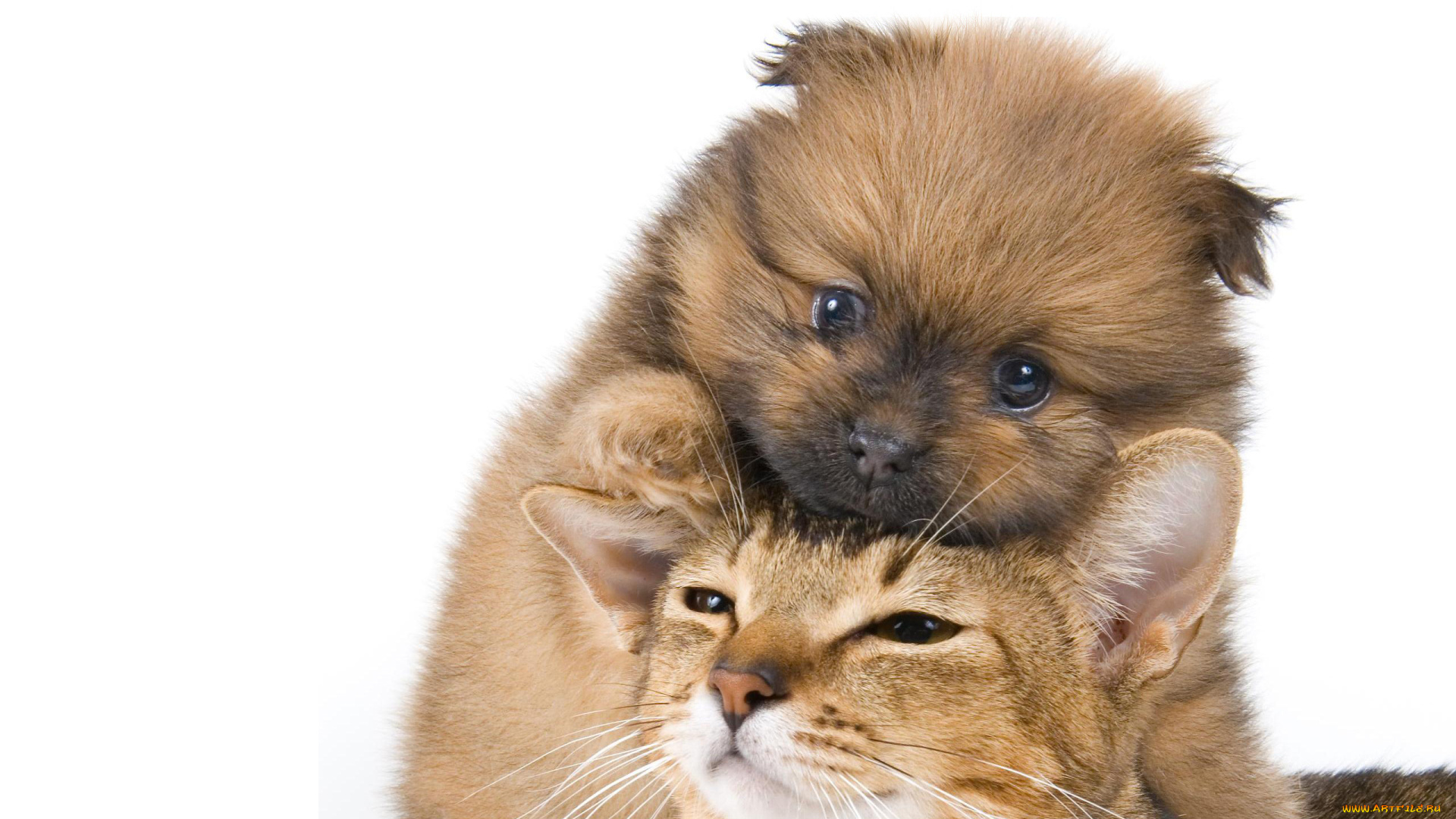 животные, разные, вместе, щенок, котёнок