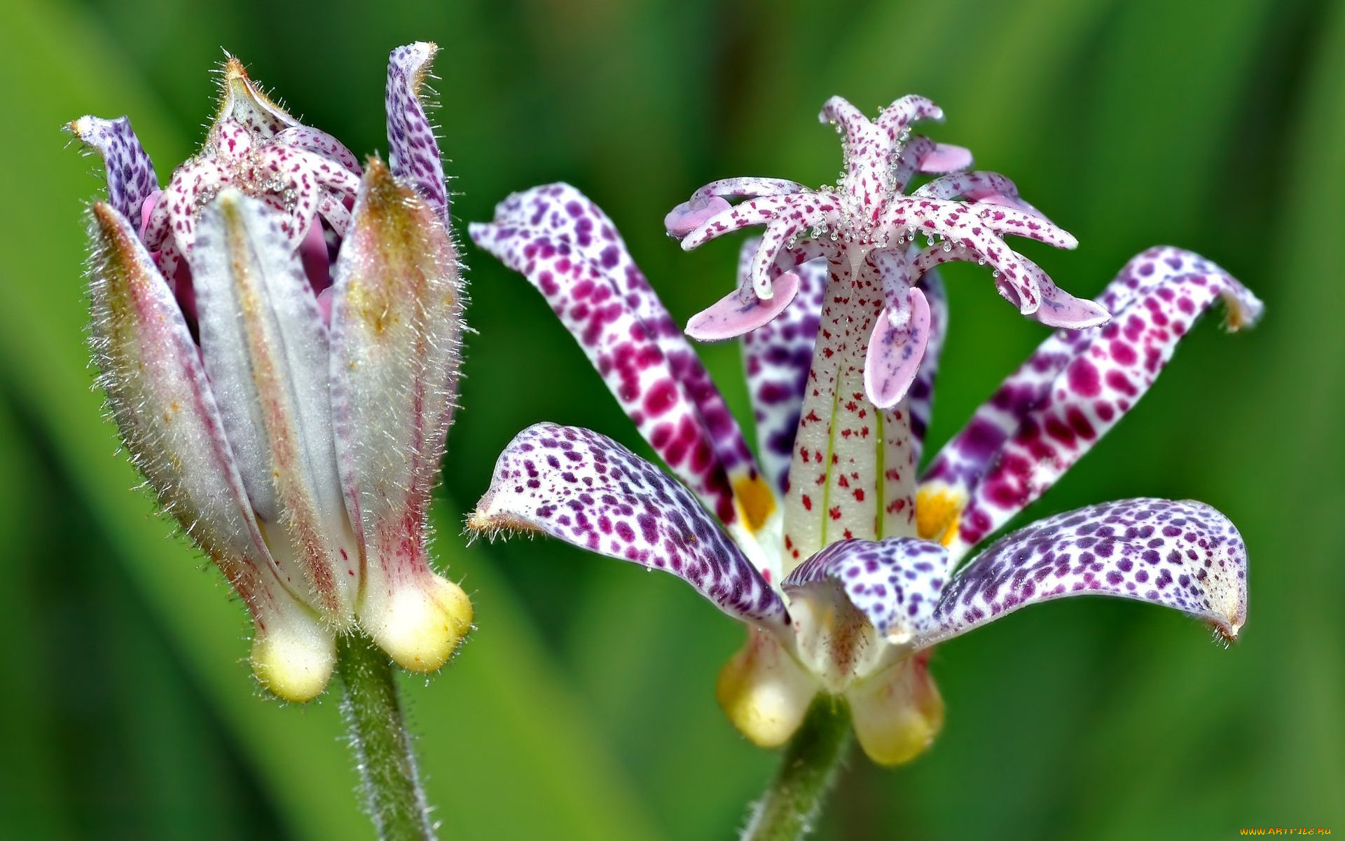 цветы, трициртис, макро