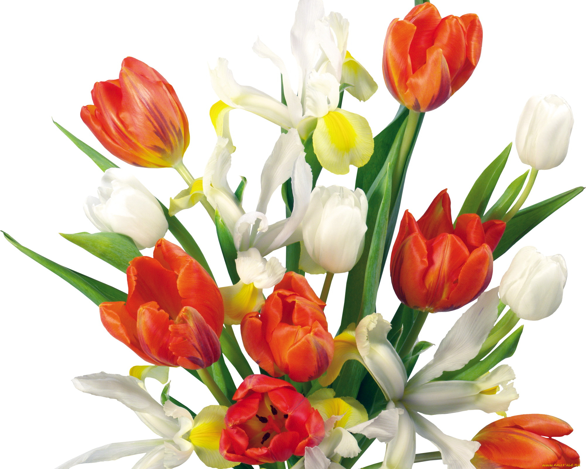 цветы, разные, вместе, тюльпаны