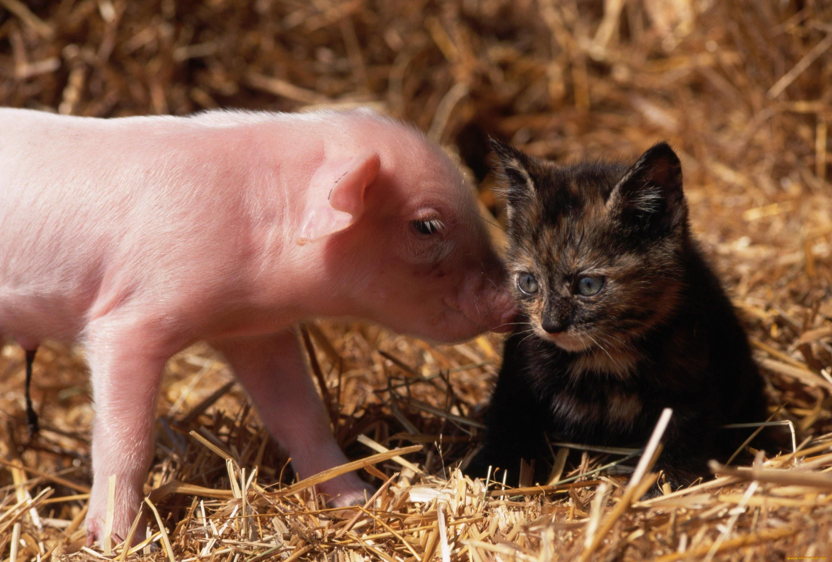 животные, разные, вместе, поросёнок, котёнок, сено