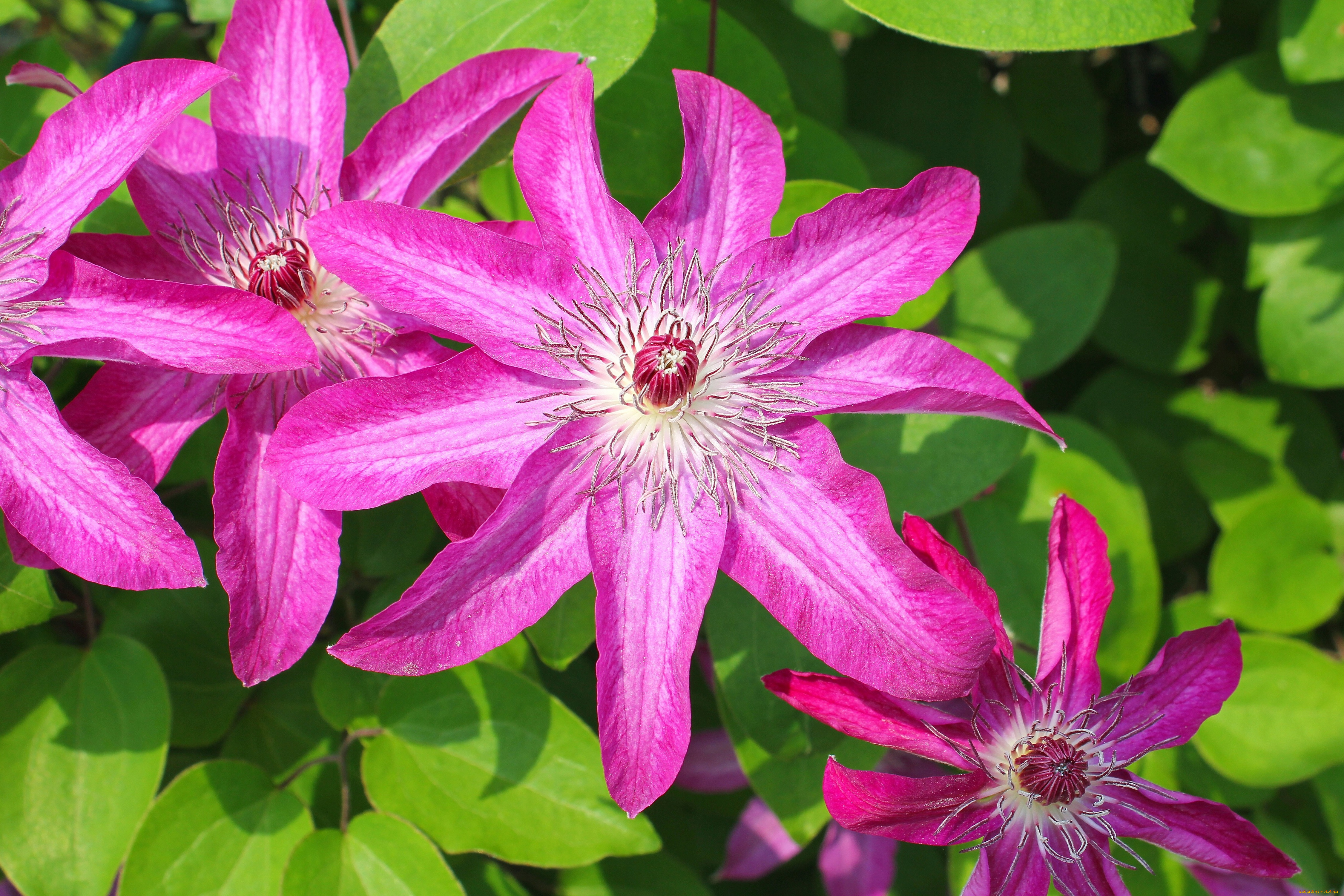 цветы, клематис, ломонос, лепестки