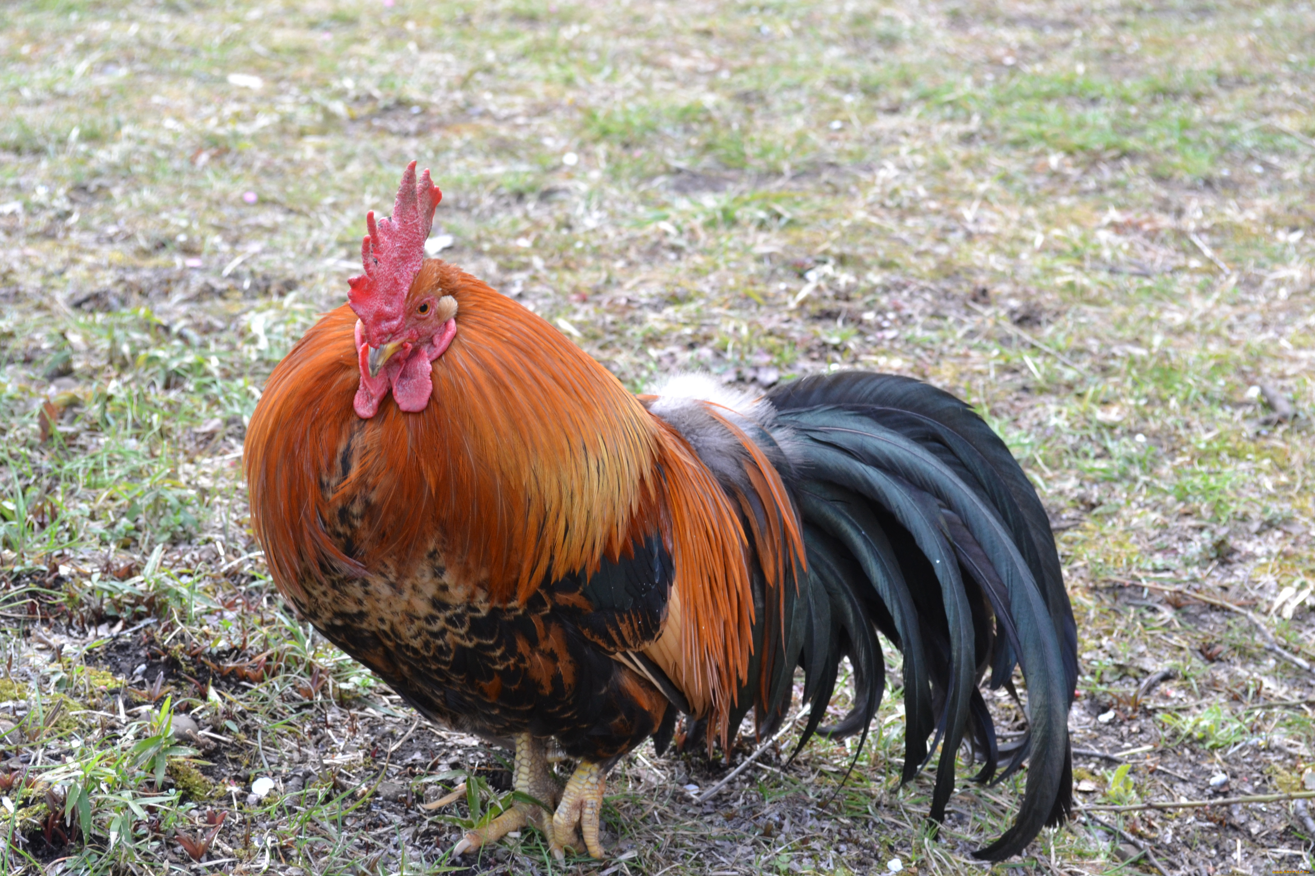 животные, куры, петухи, птица