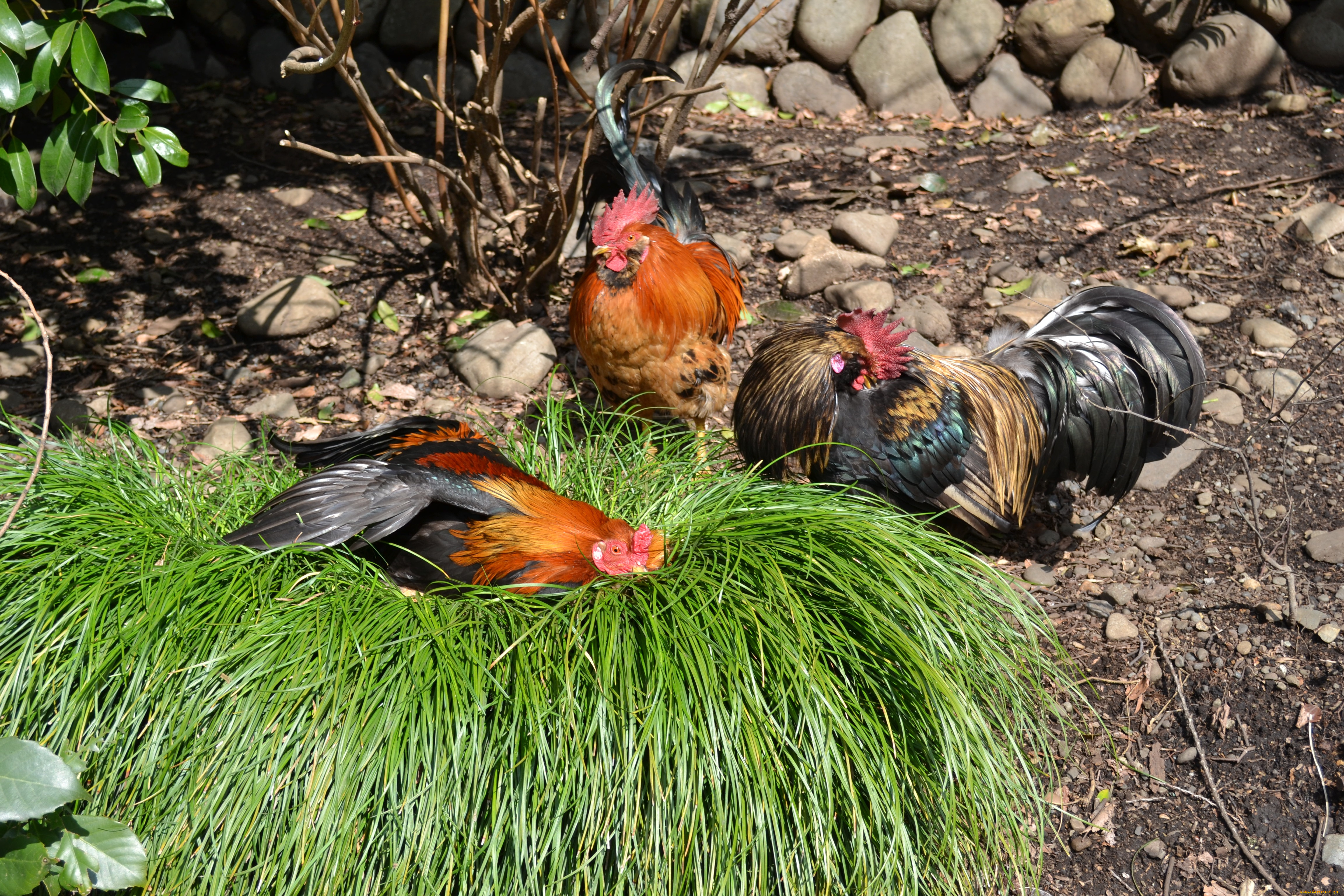 животные, куры, петухи, птица, трава, дерево, земля