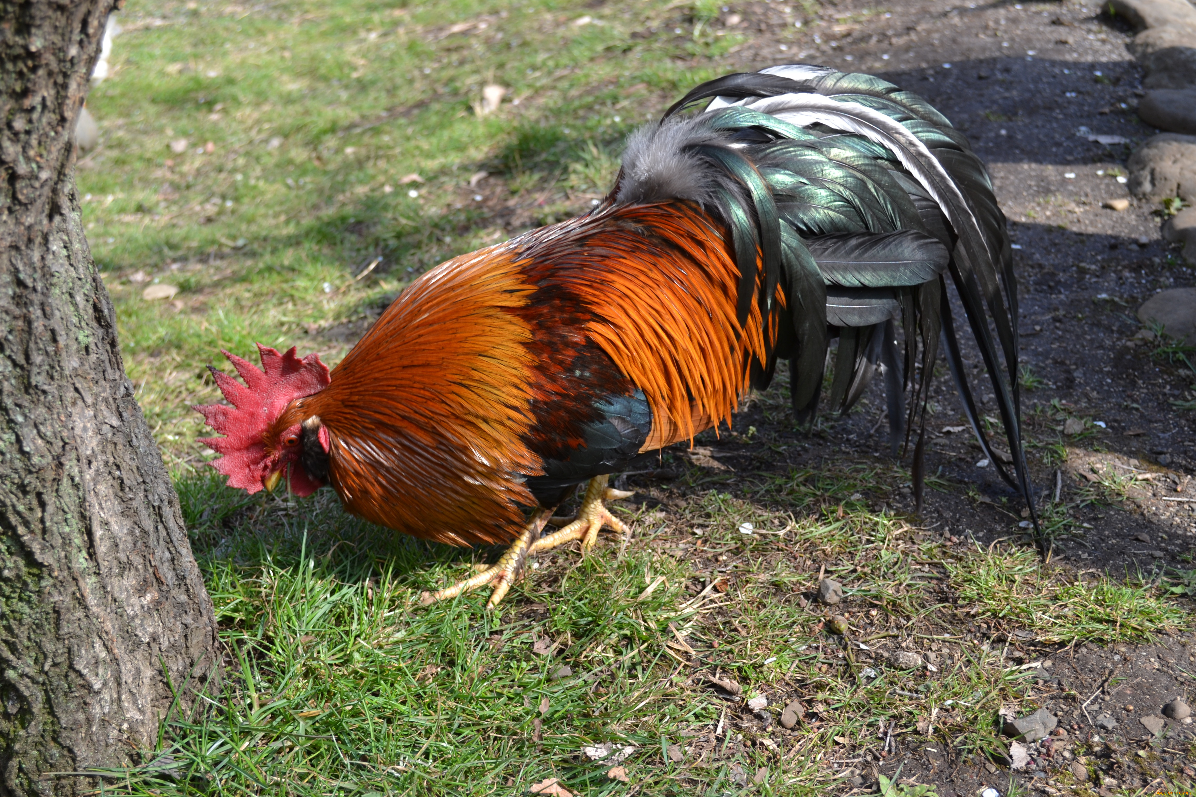 животные, куры, петухи, птица, трава, дерево, земля