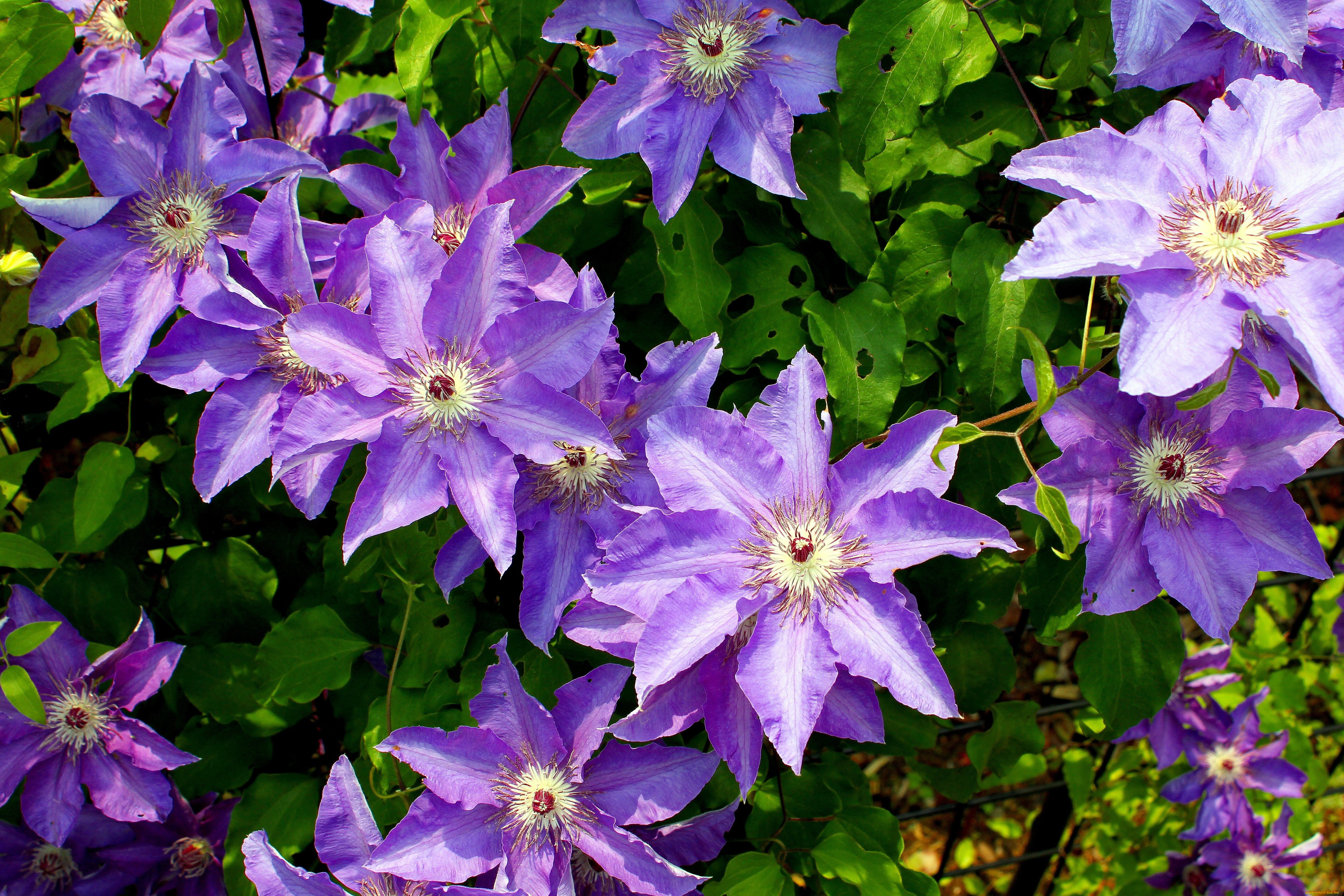 цветы, клематис, ломонос, лепестки