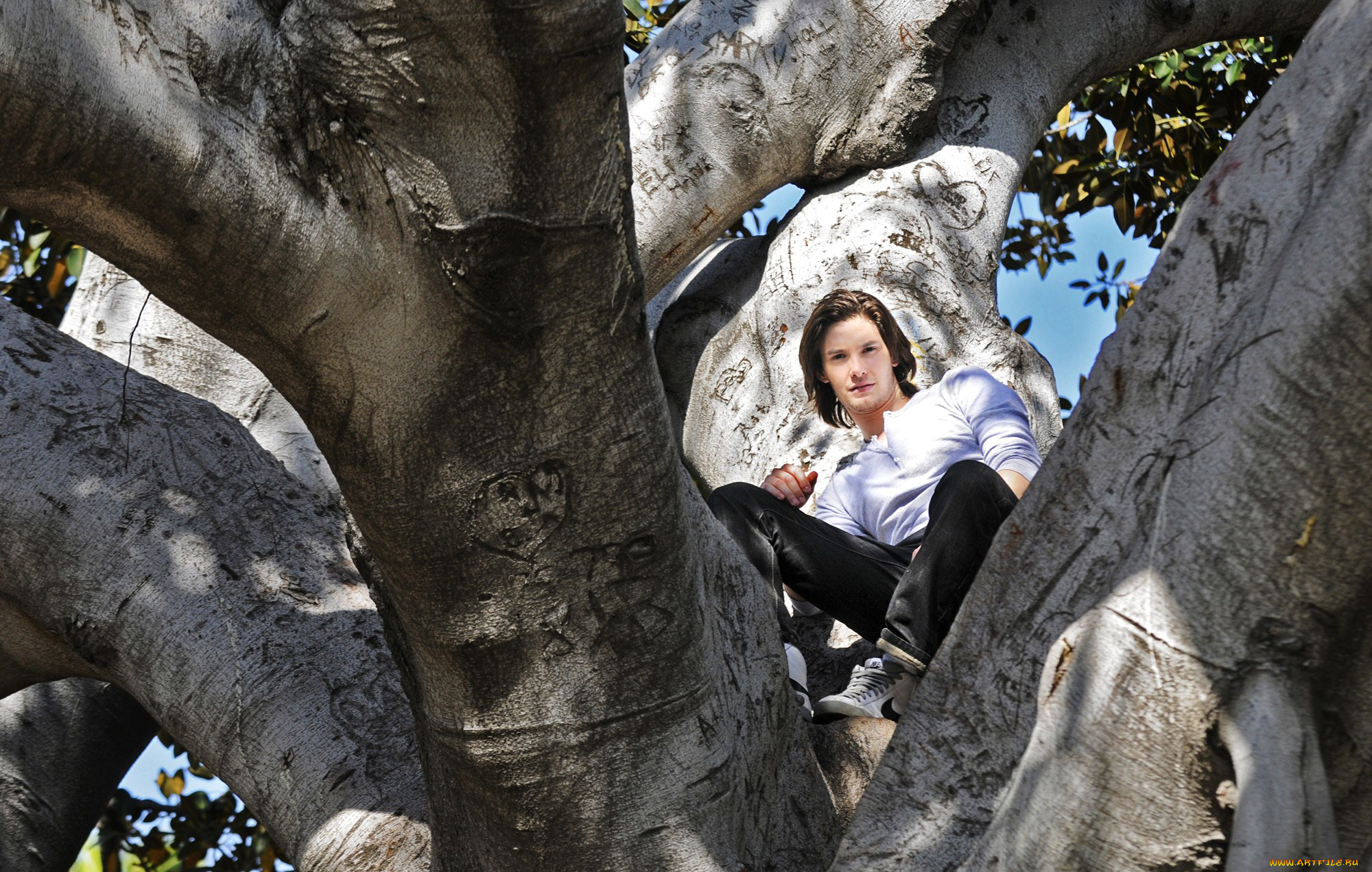 ben, barnes, мужчины, дерево, ветки, актер