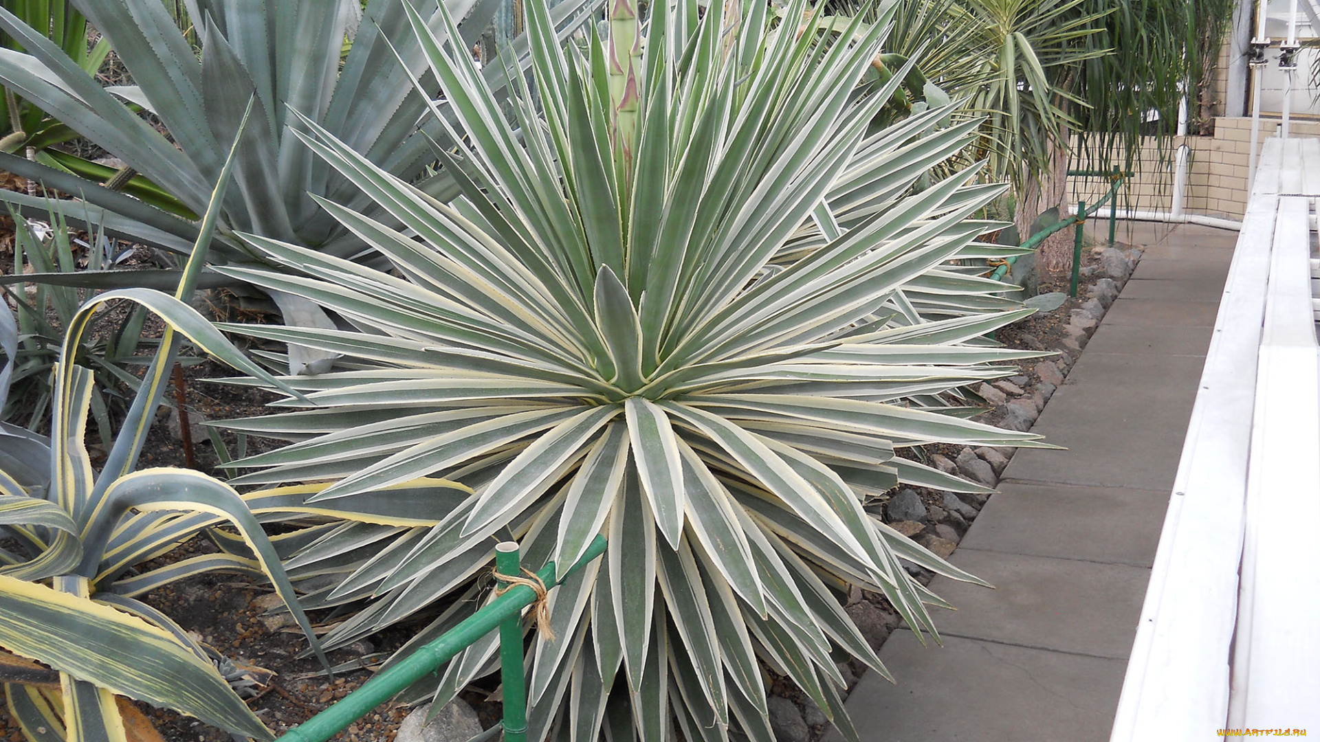 ботанический, сад, в, киеве, цветы, кактусы, кактус, украина, киев, ботанический, сад, в, киеве