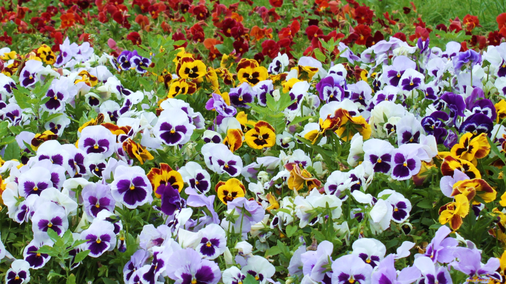 цветы, анютины, глазки, , садовые, фиалки, много