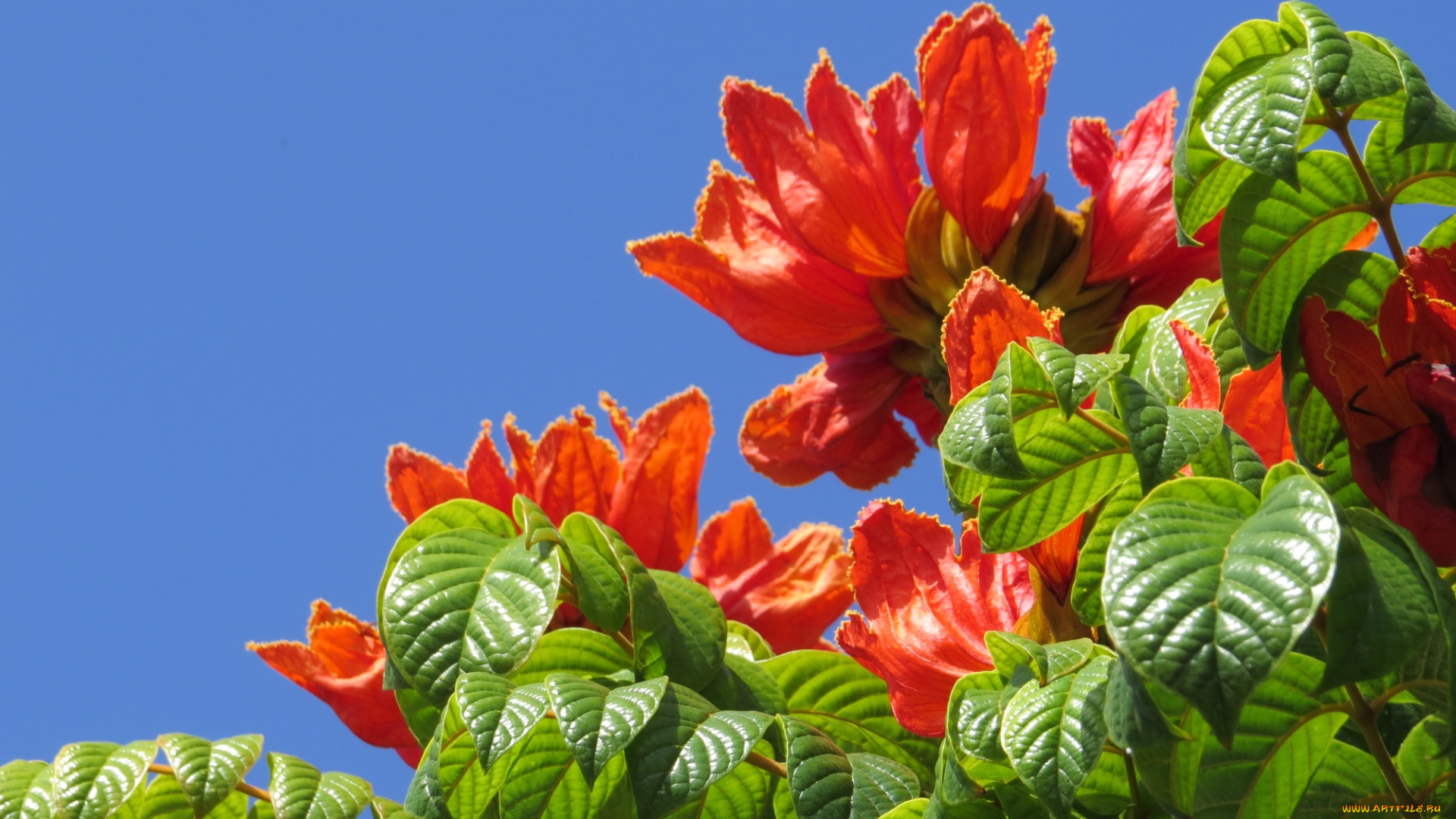 цветы, цветущие, деревья, , , кустарники, тюльпанное, дерево