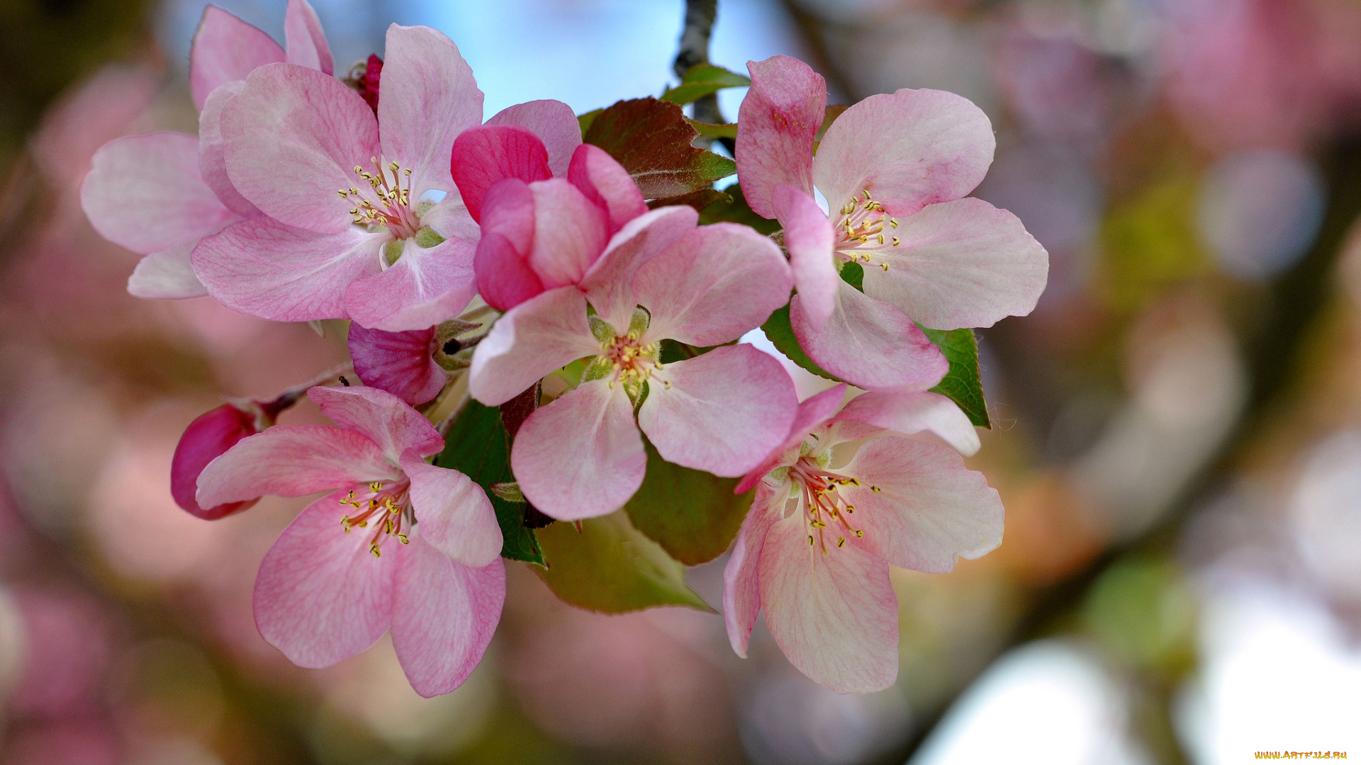 цветы, цветущие, деревья, , , кустарники, весна